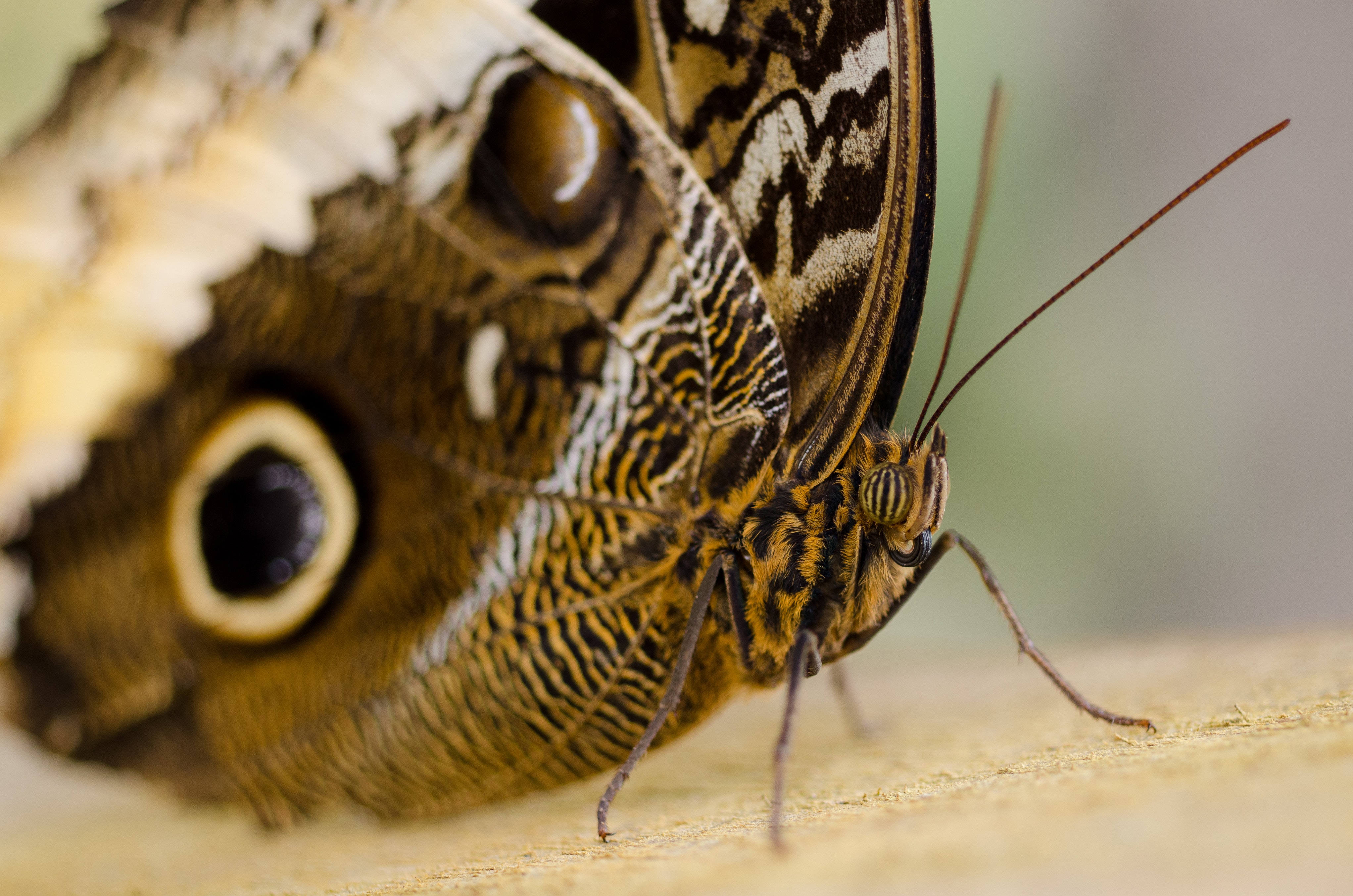 Free stock photo of butterfly, closeup, insect
