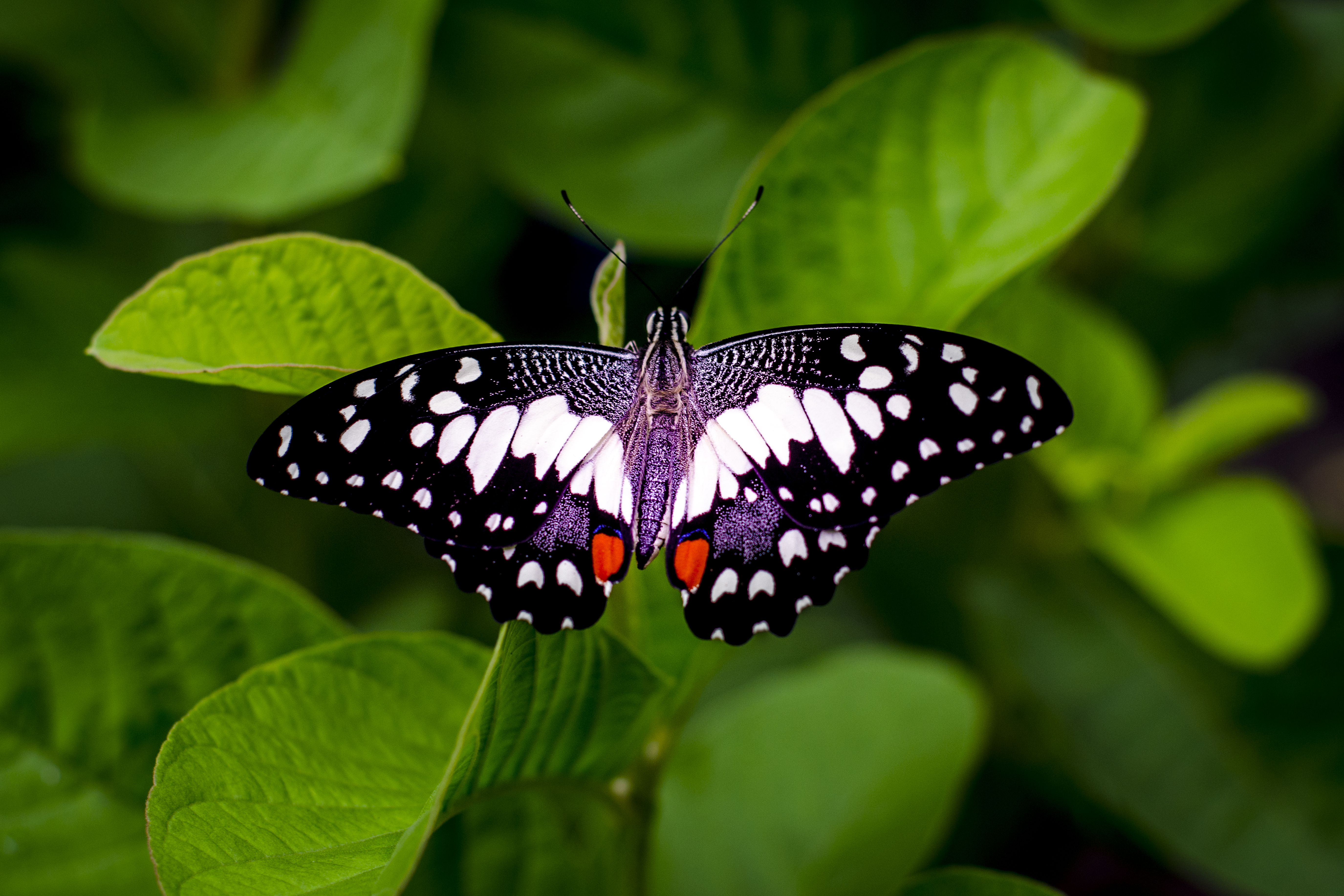 Free Photo of Closeup of colorful Butterfly