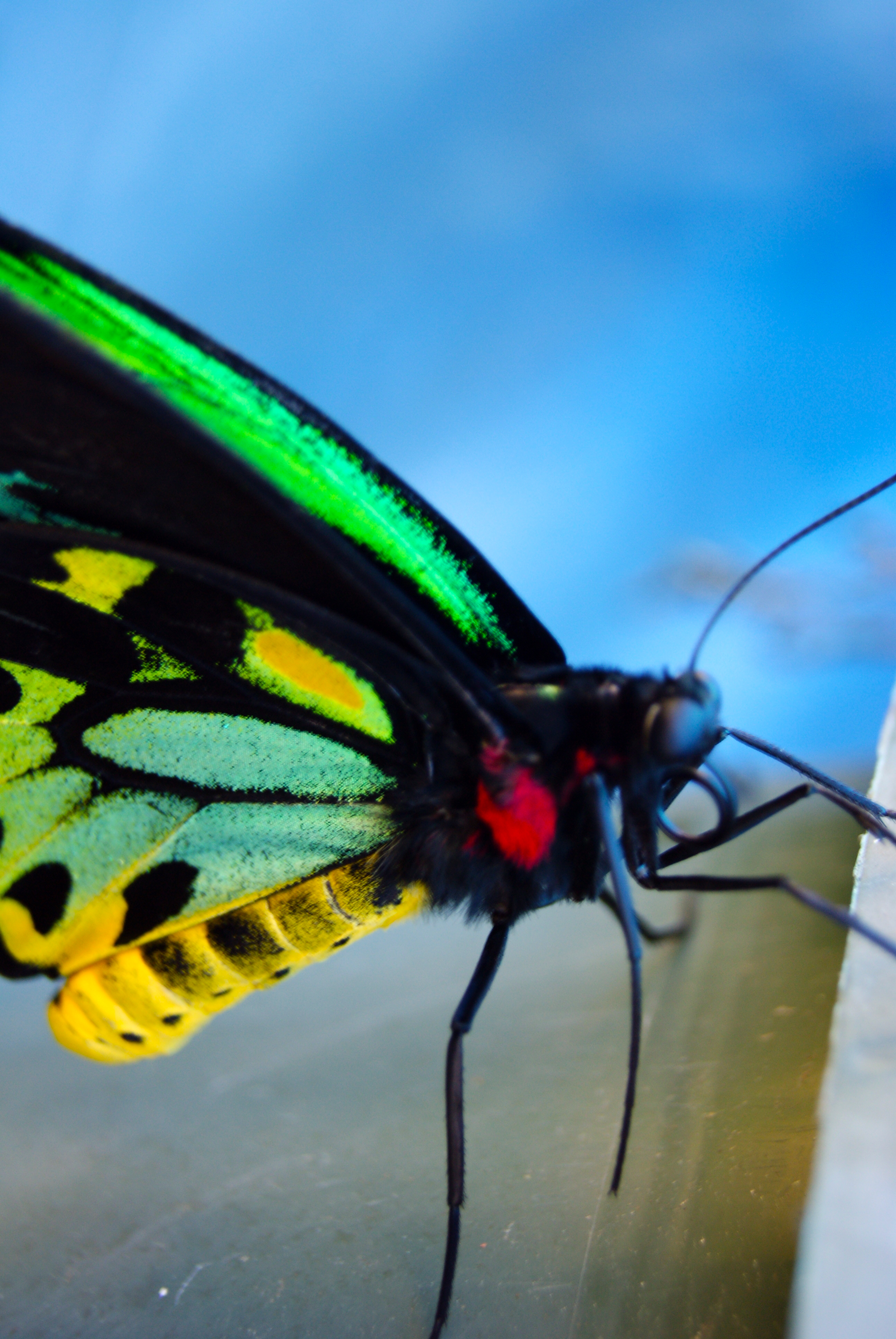 Butterfly closeup photo