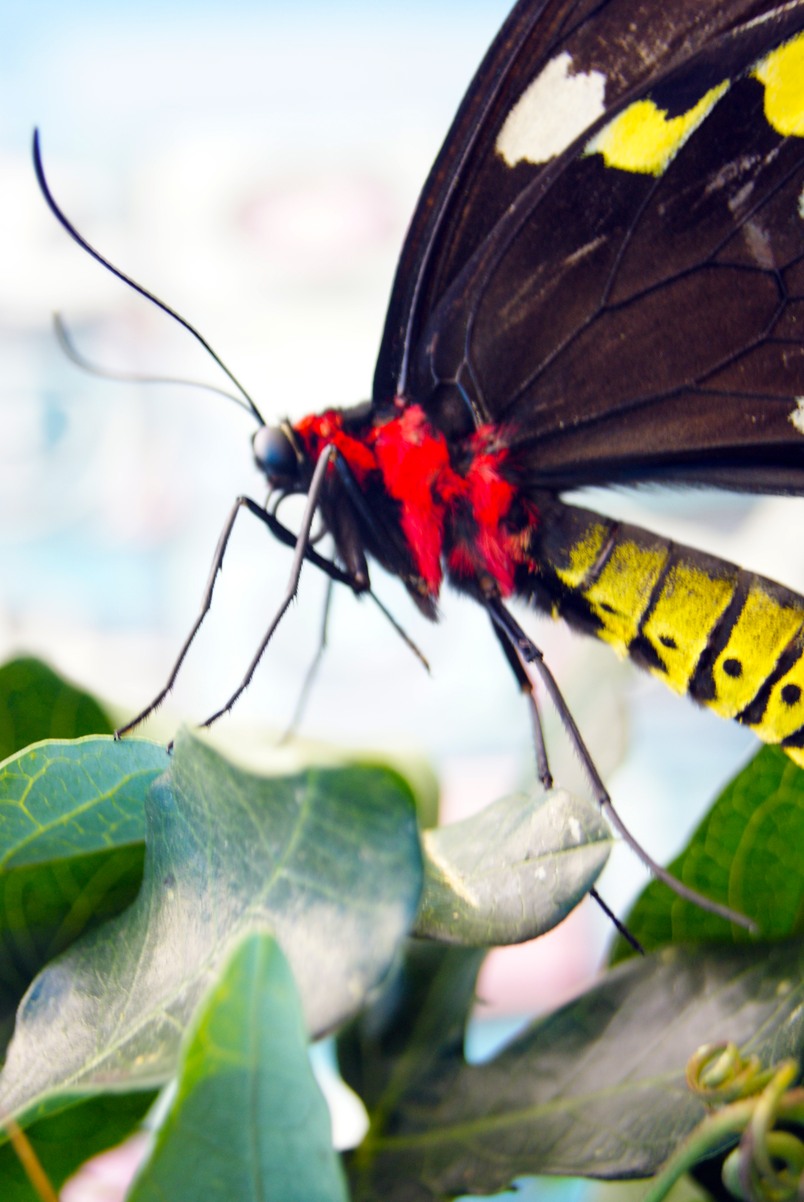 Butterfly closeup photo