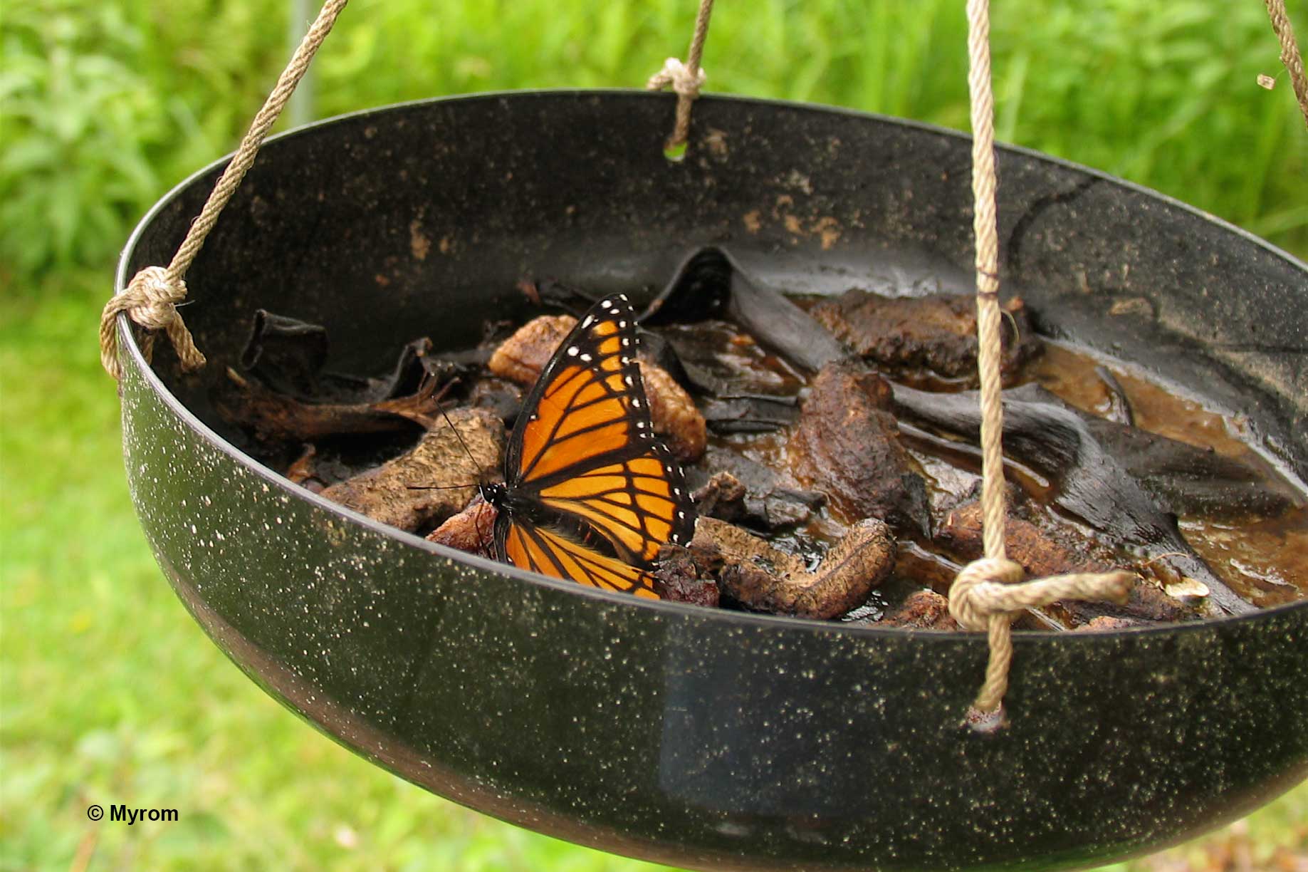 Butterfly Feeders MN - North American Butterfly Association