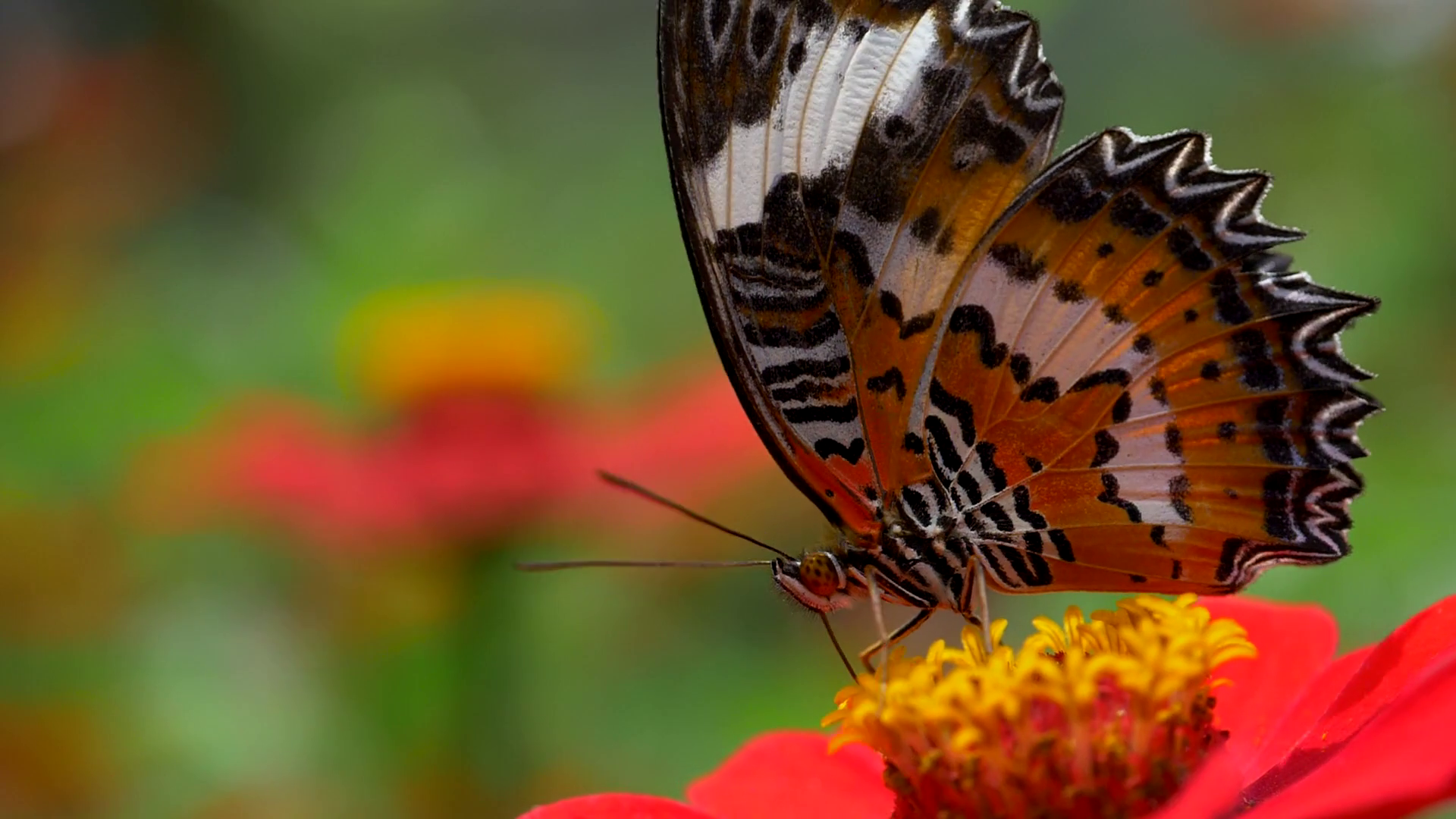 Big Monarch butterfly feeding on pink flower. Close up slow motion ...