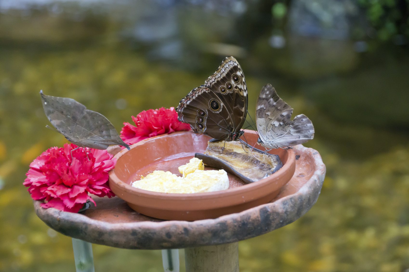 Butterfly Water Feeder Tips ? Supplying Food And Water Sources For ...