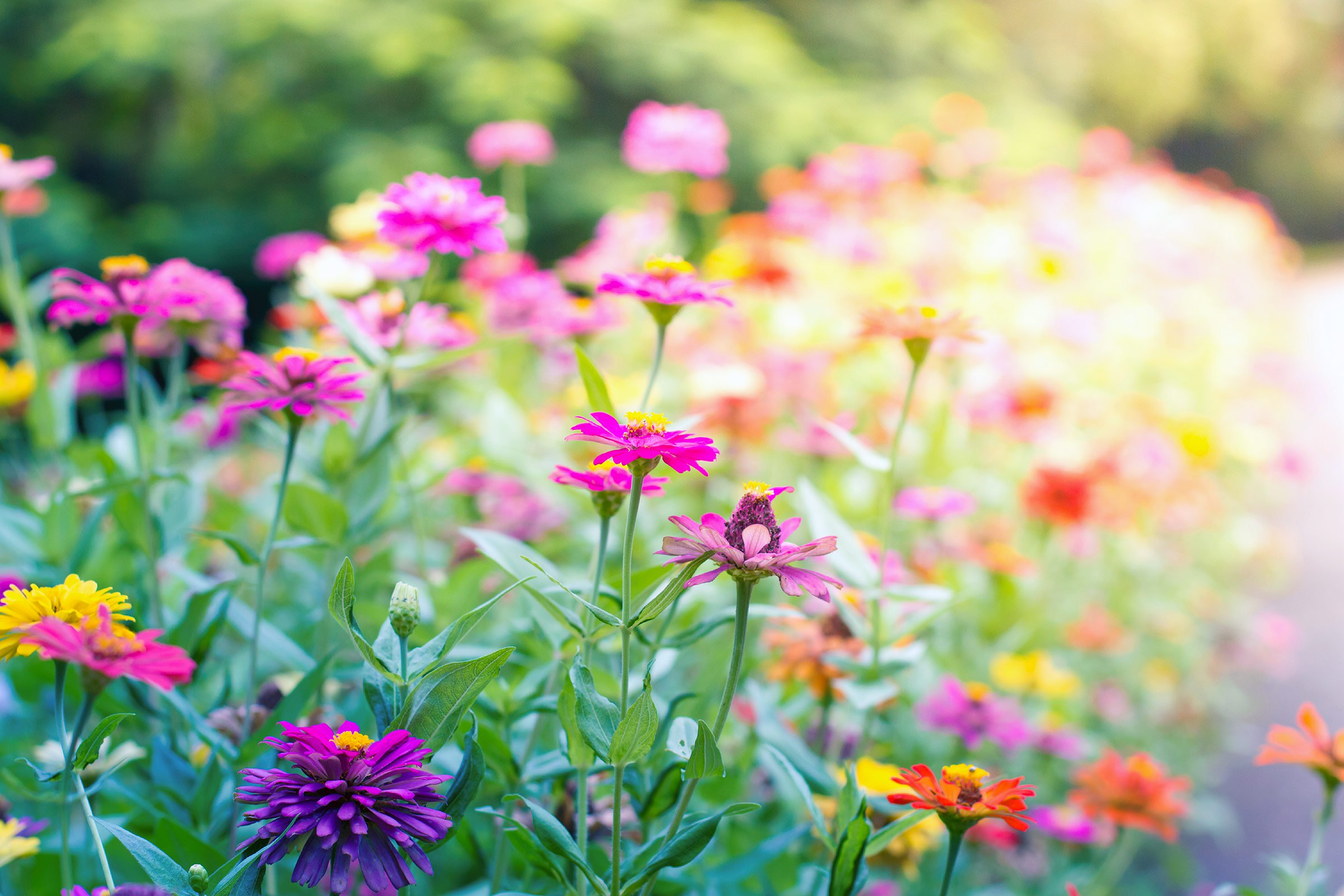 Grow a Butterfly Garden: 8 Easy Tips | Reader's Digest