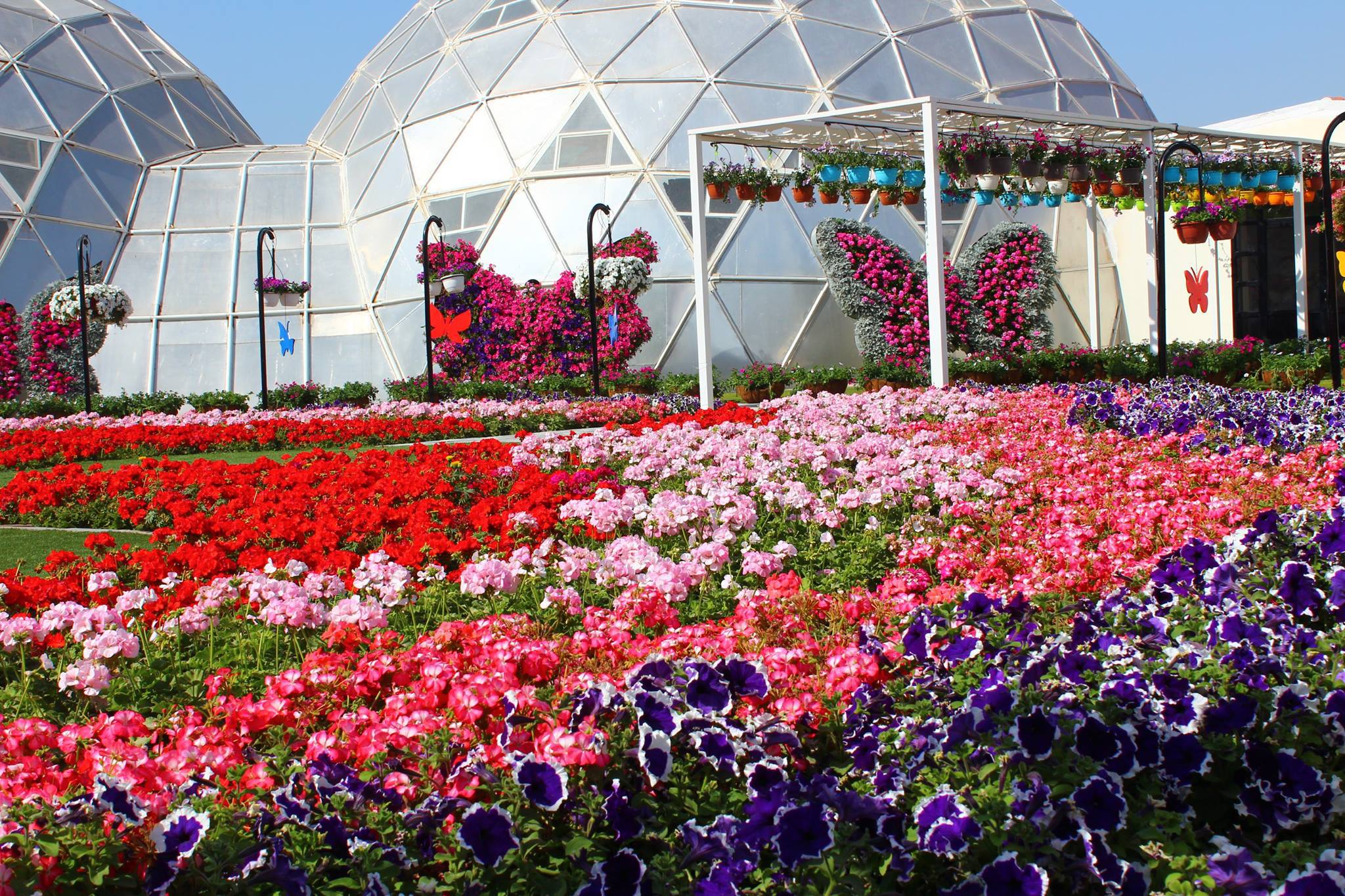 Half-Day Dubai Butterfly Garden and Miracle Garden Tour - World Love ...