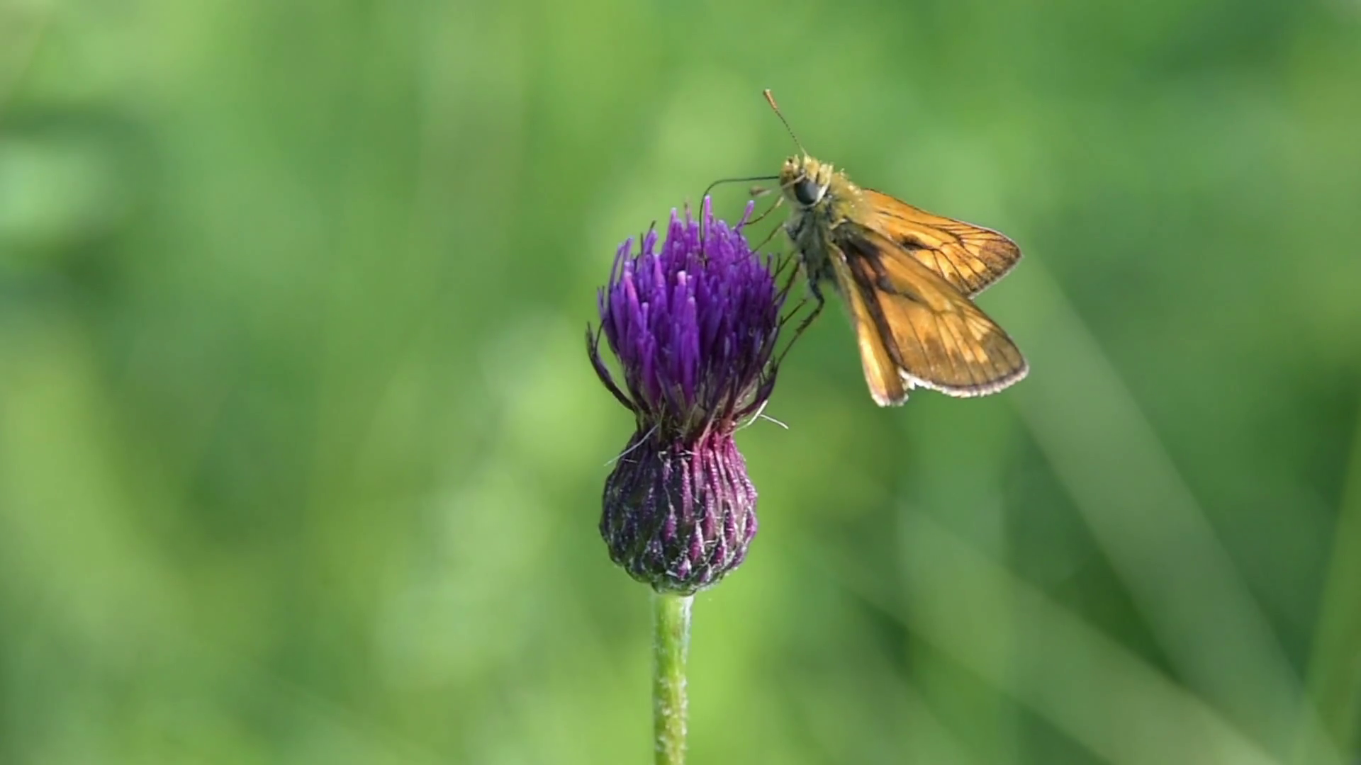 A butterfly collecting pollen on a Cirsium Rivulare flower Stock ...