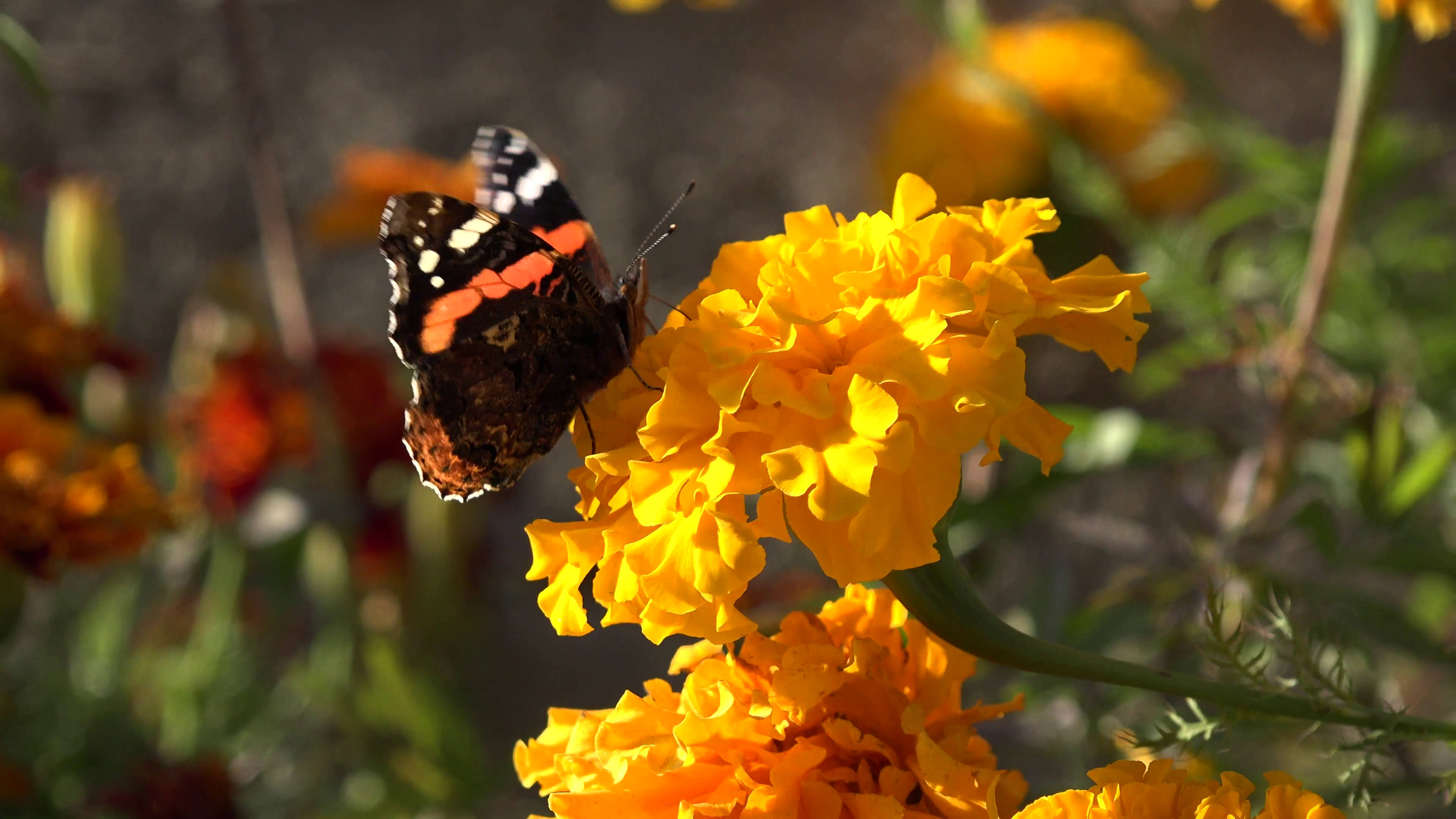 4K Butterfly on Chrysanthemum Flower in Field, Gathering Pollen in ...