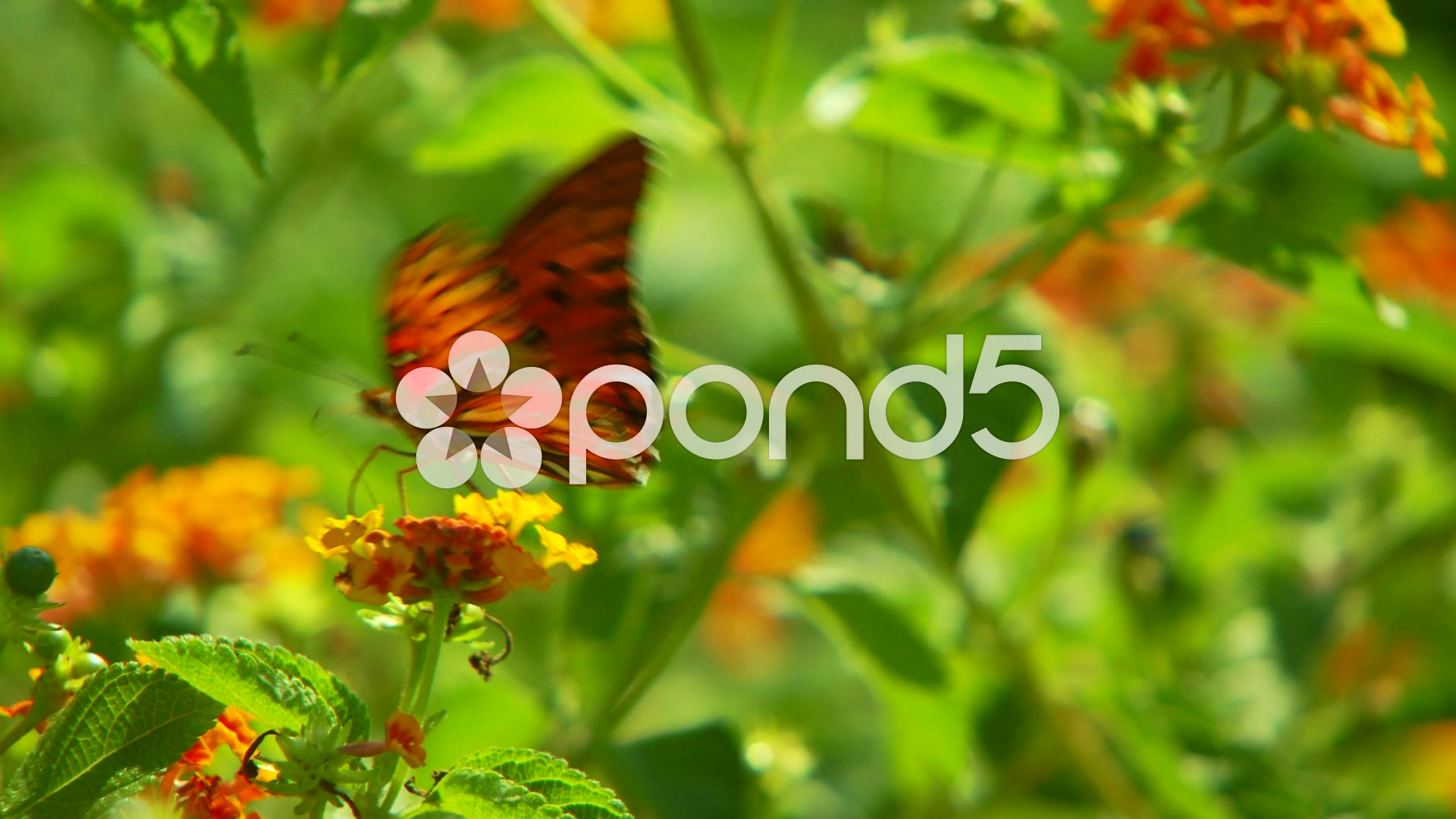Video: Butterfly gathering pollen on flower ~ #57814684
