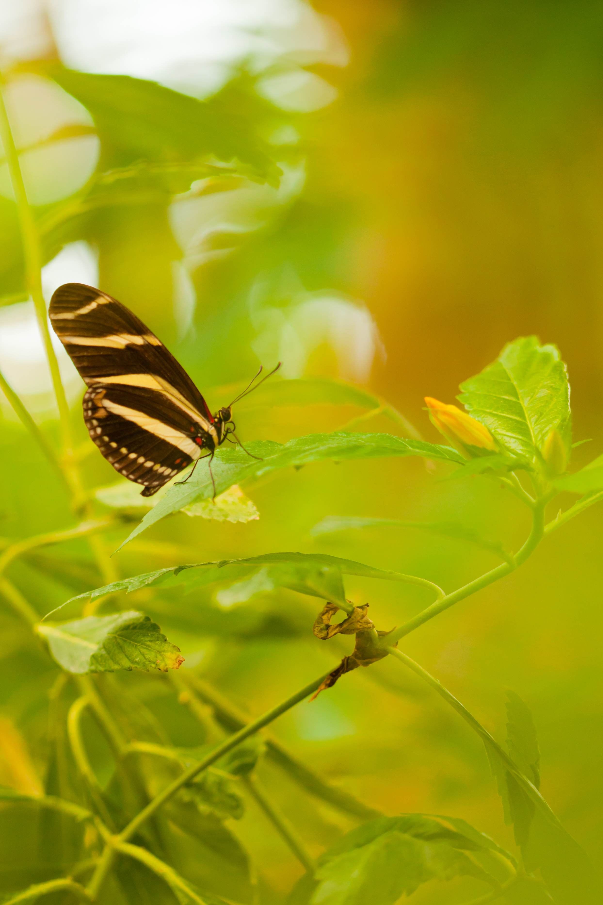 Butterfly in leaves photo