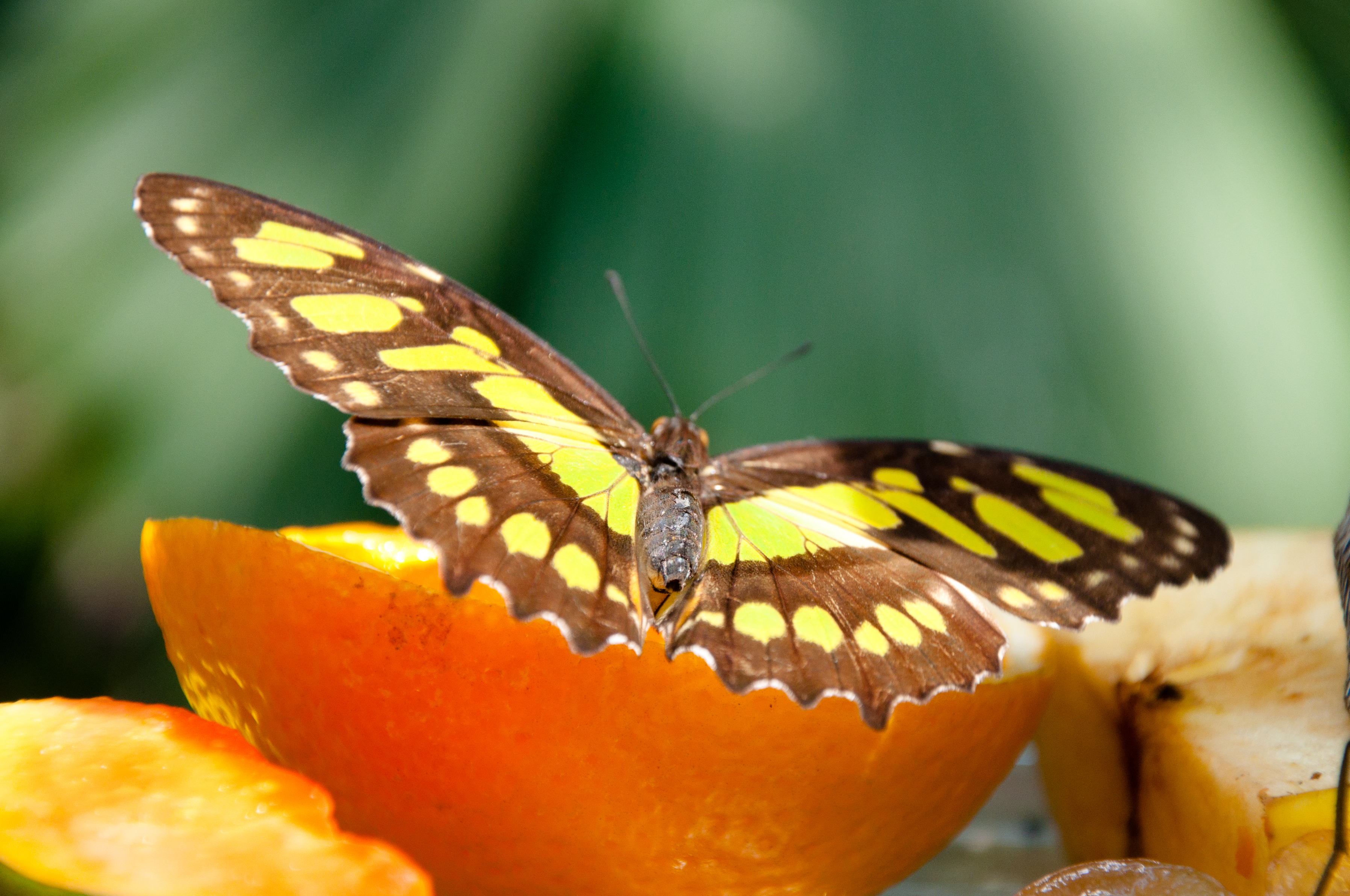 Butterfly in nature photo