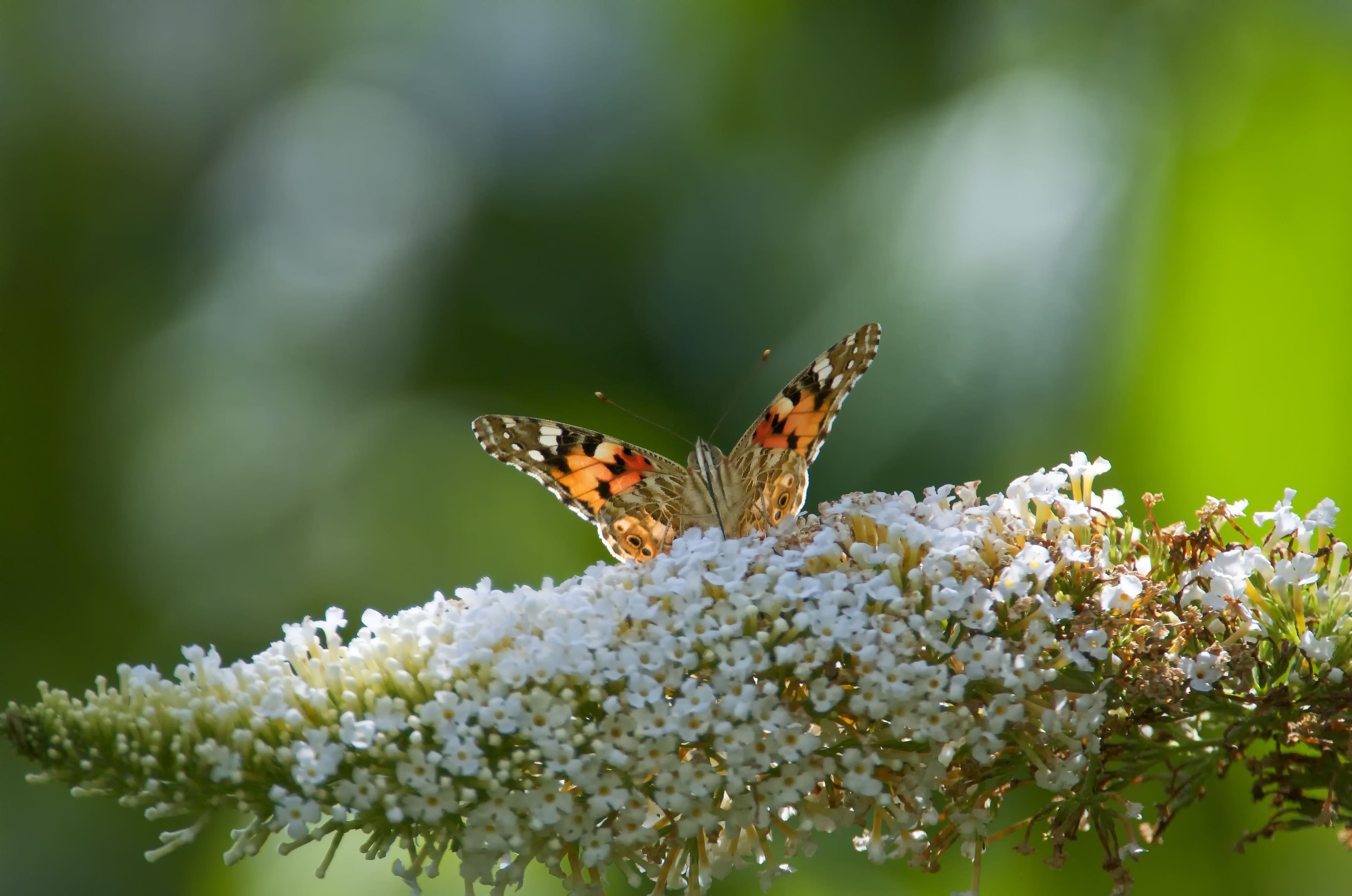 Butterfly in the garden photo