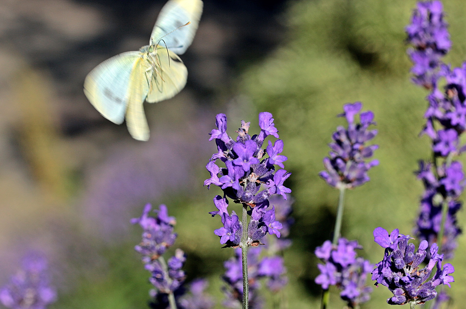 Butterfly in the garden photo