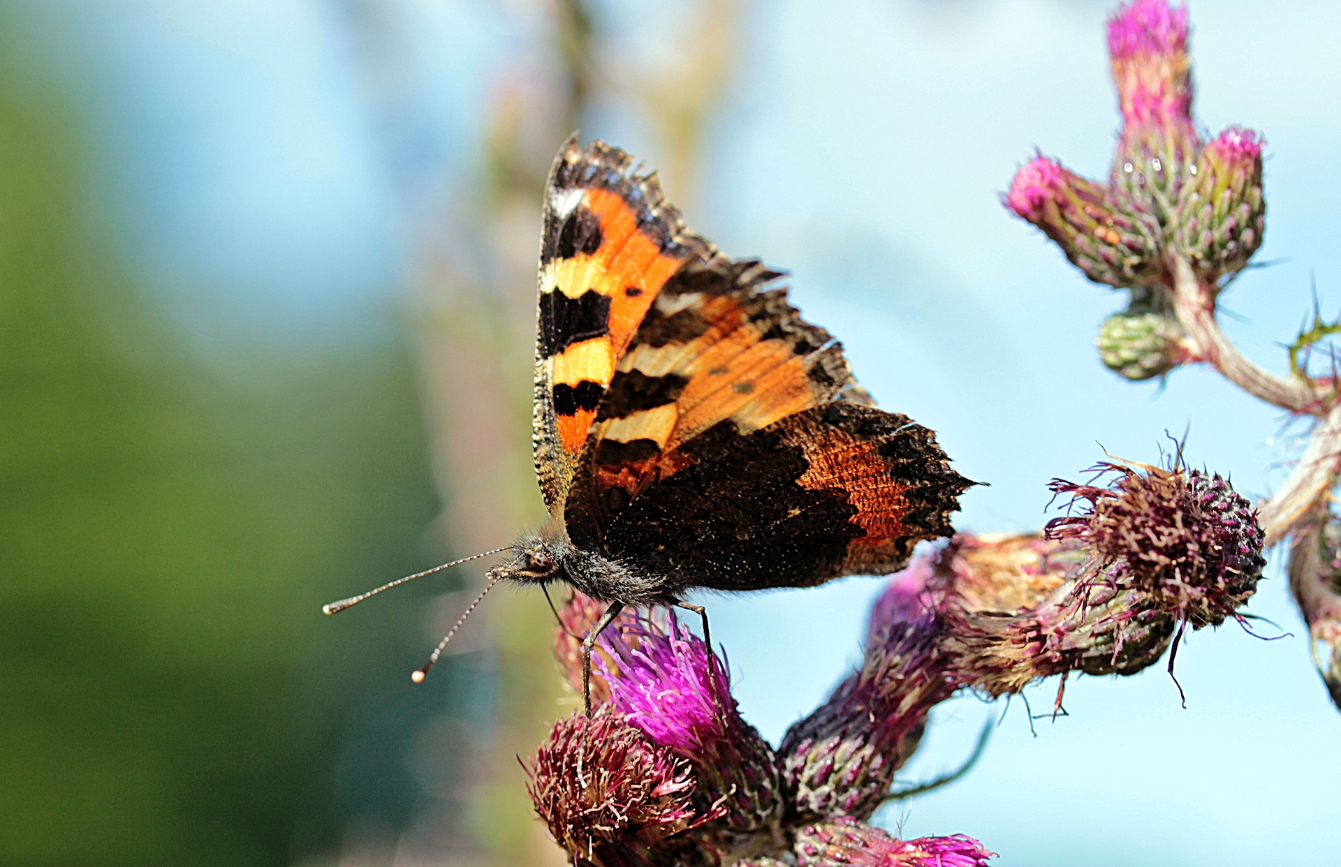 Butterfly in the Garden, Animal, Blooming, Butterfly, Flower, HQ Photo