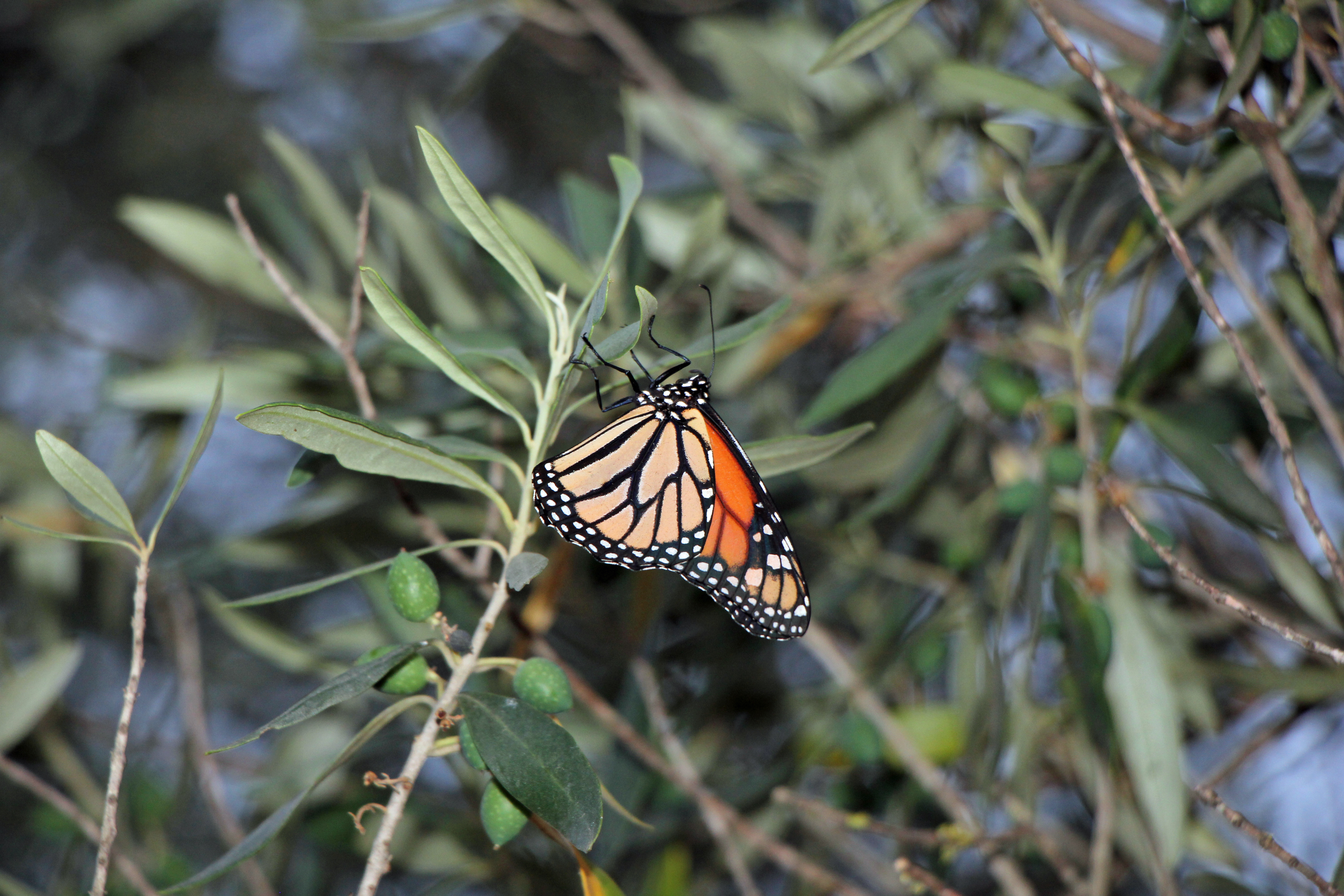 File:Butterfly in the olive tree (36631164130).jpg - Wikimedia Commons
