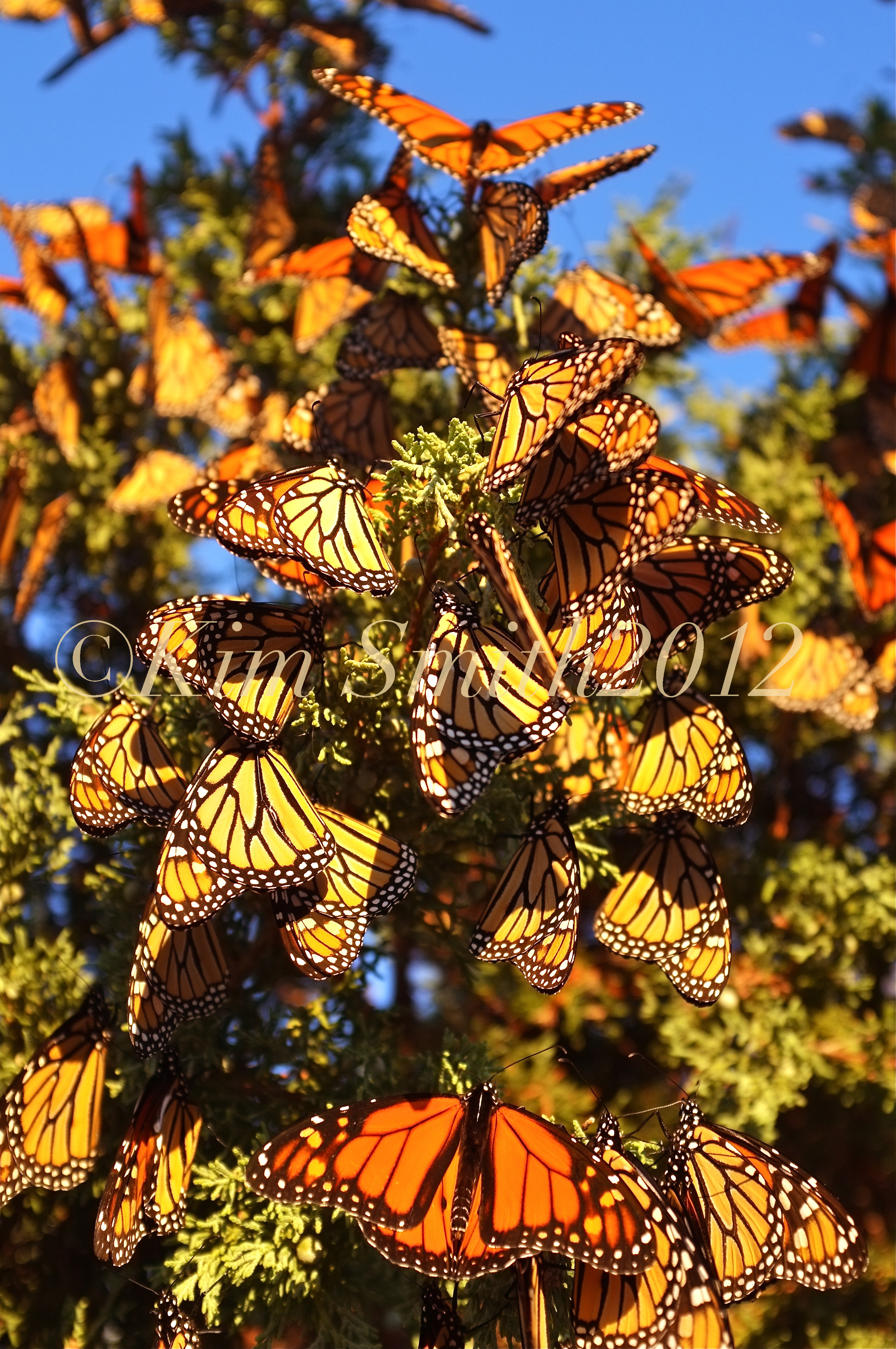 Monarch Butterfly Stock Photos | Kim Smith Designs
