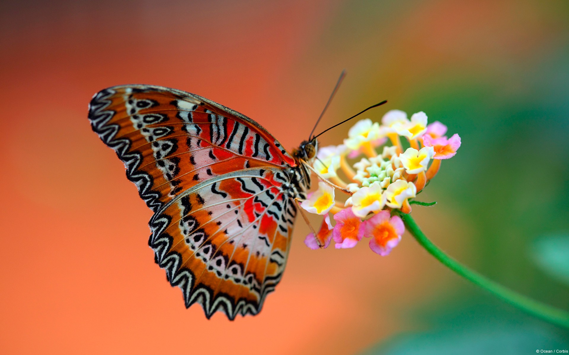 Butterfly love photo