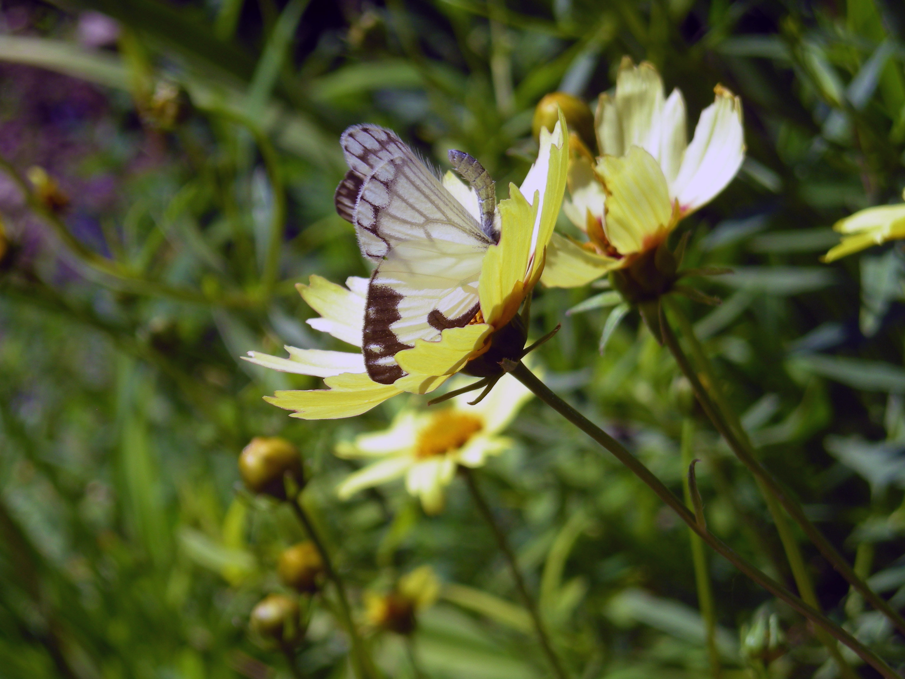 Butterfly on a Flower, Butterfly, Flower, Insect, White, HQ Photo