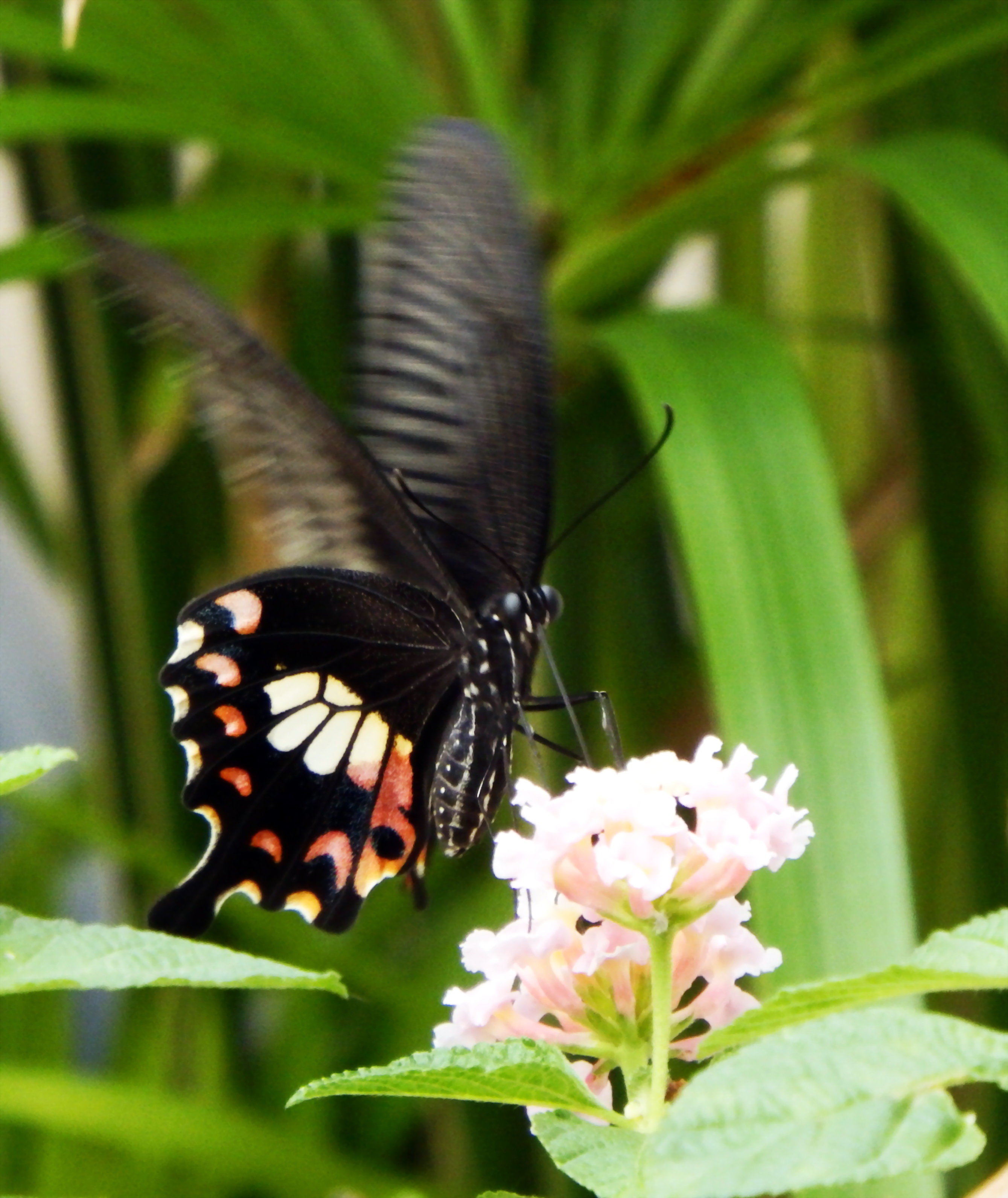 Butterfly on a Flower, Black, Butterfly, Colorful, Colourful, HQ Photo