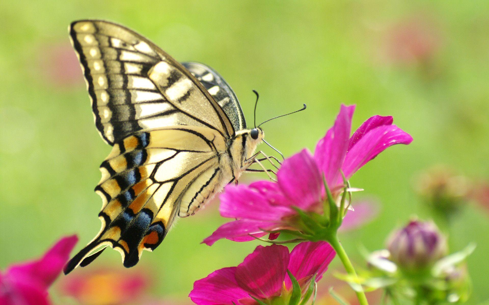 Butterfly And Flower Wallpapers - Wallpaper Cave
