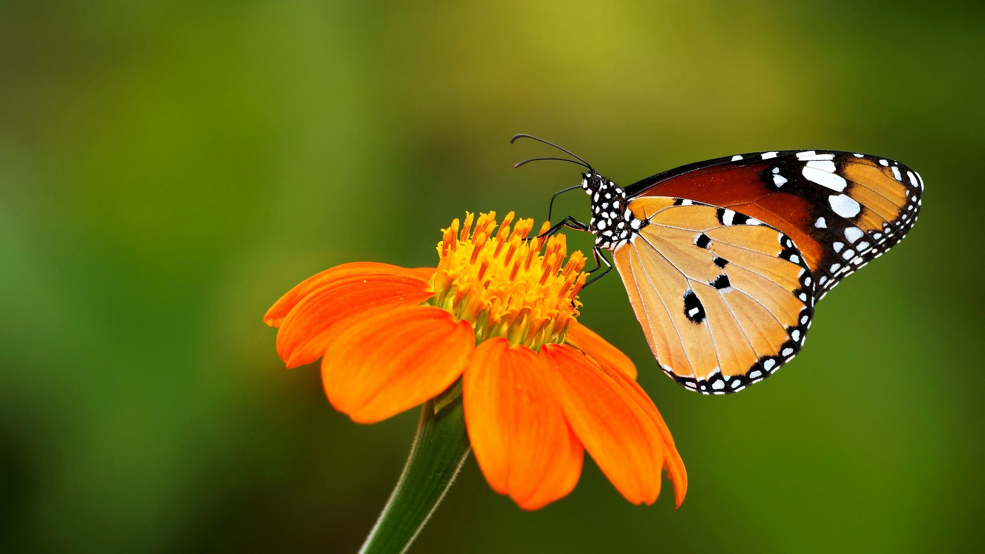 Image Of butterfly On Flower Awesome butterflies and Flowers ...