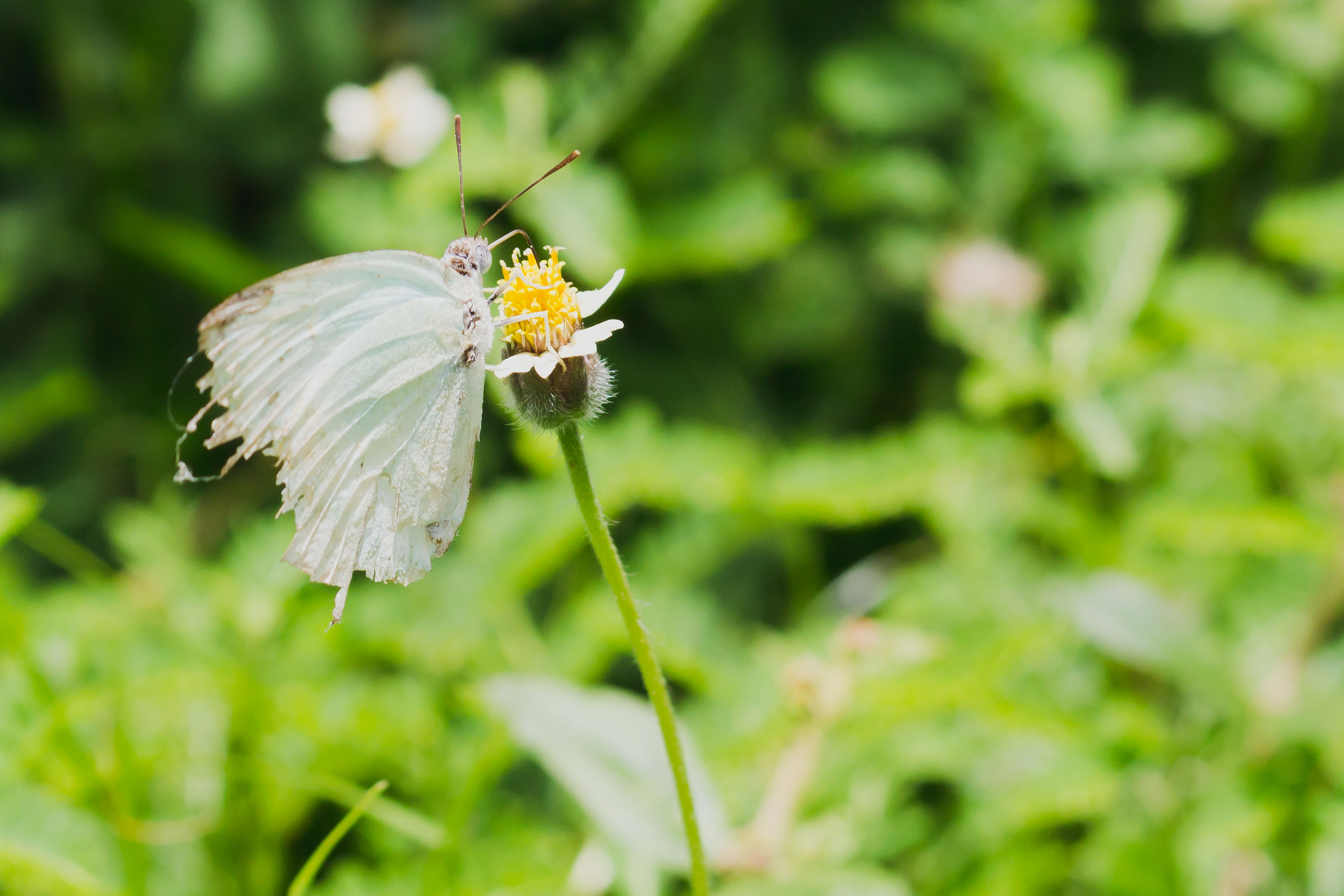 Butterfly on flower, Appealing, Wing, Sweet, Summer, HQ Photo