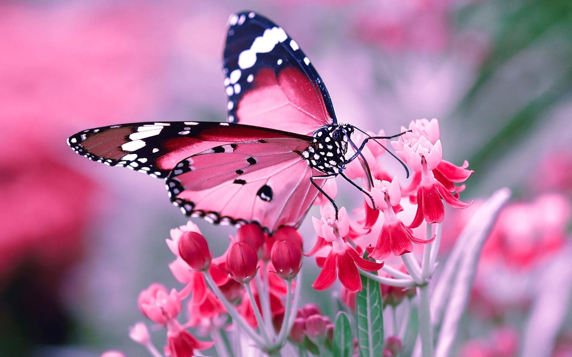 Pink and black butterfly on flowers | HD Wallpapers Rocks