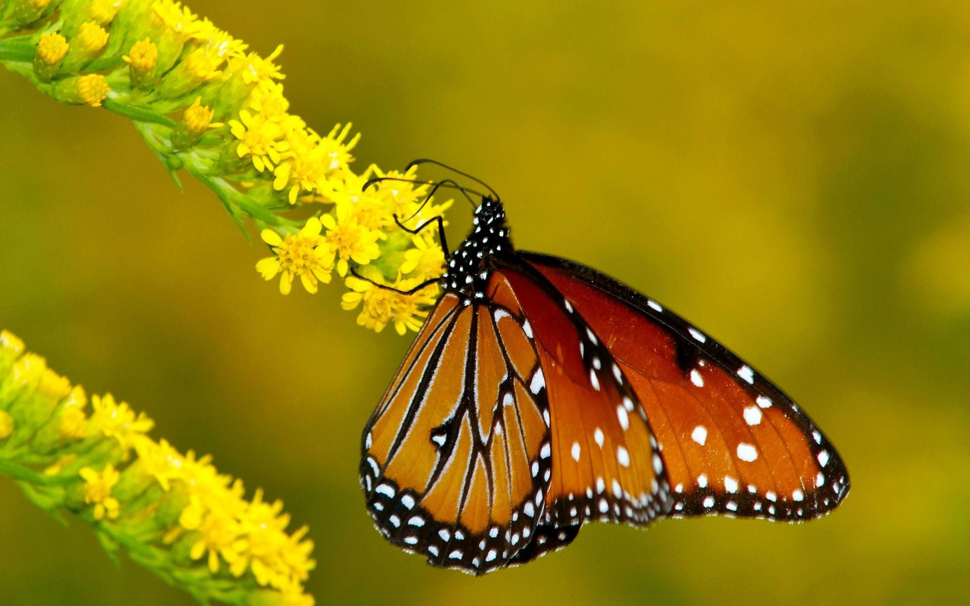 FLOWERS MACRO BUTTERFLY NATURE HQ WALLPAPER | Monarch Butterflies On ...