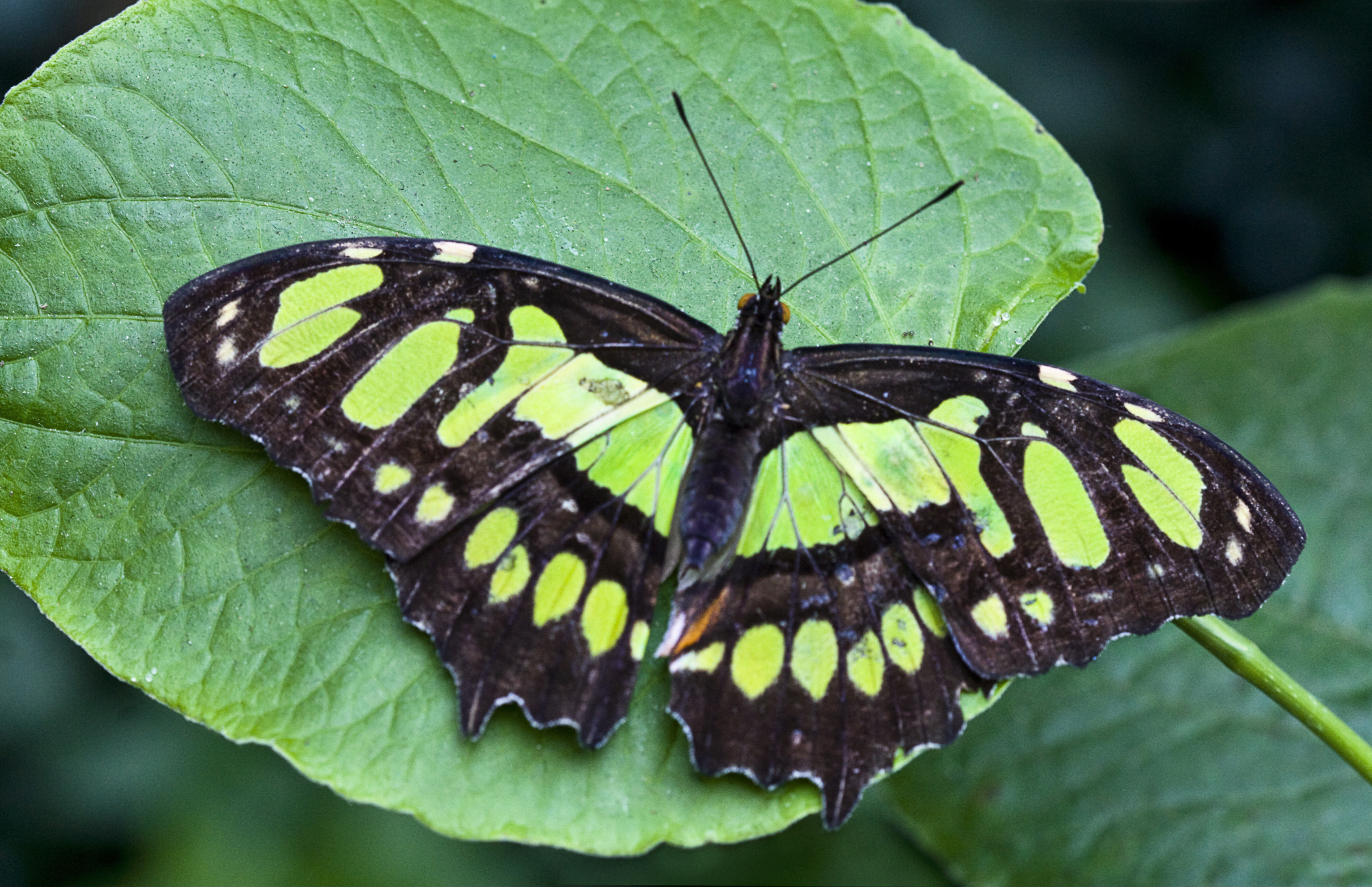 File:Green butterfly on green.jpg - Wikimedia Commons