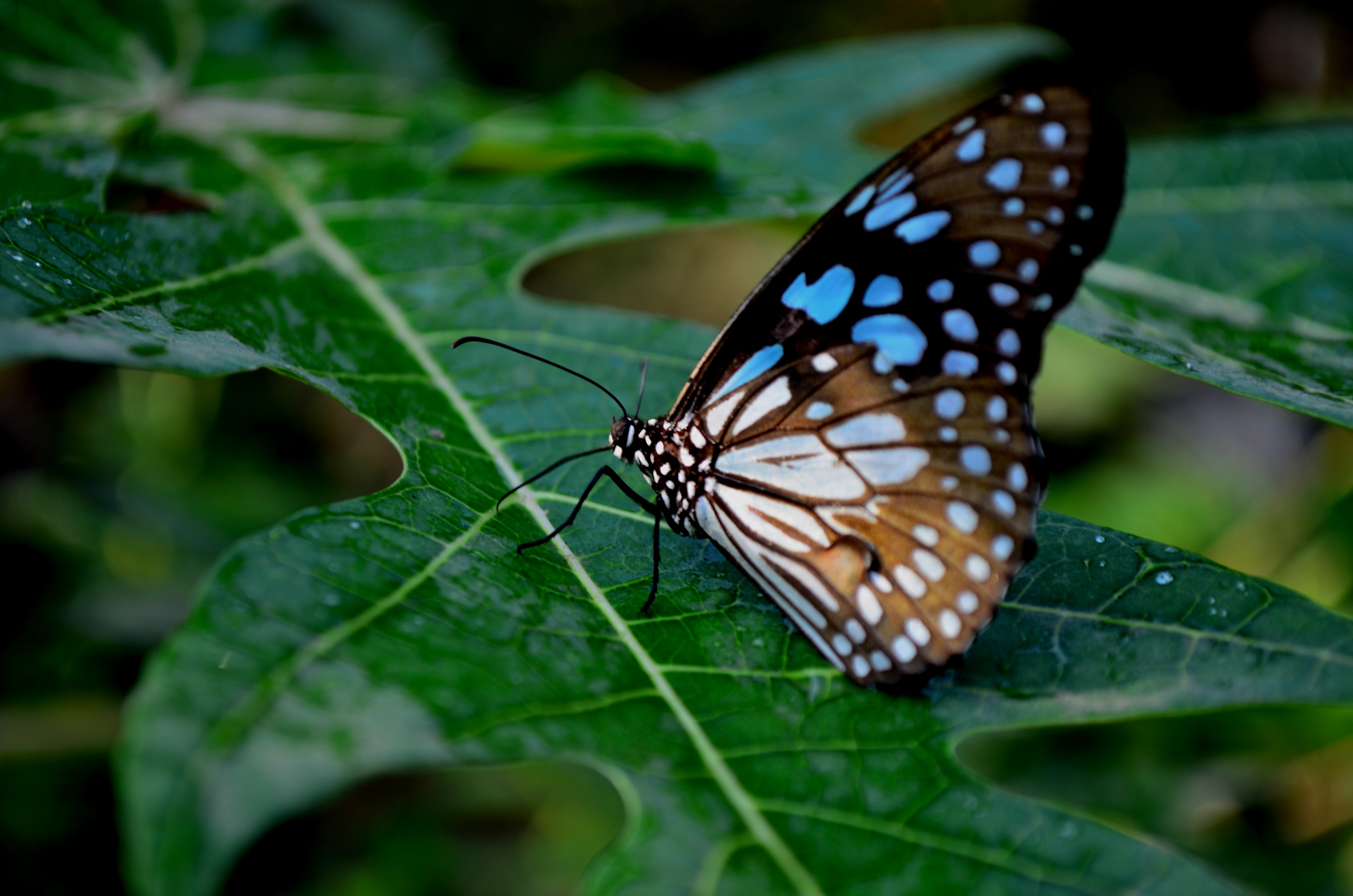 Butterfly on leaf photo