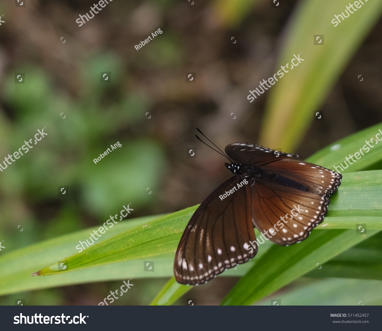 Malayan Eggfly Butterfly On Leaf Jungle Stock Photo 511452457 ...