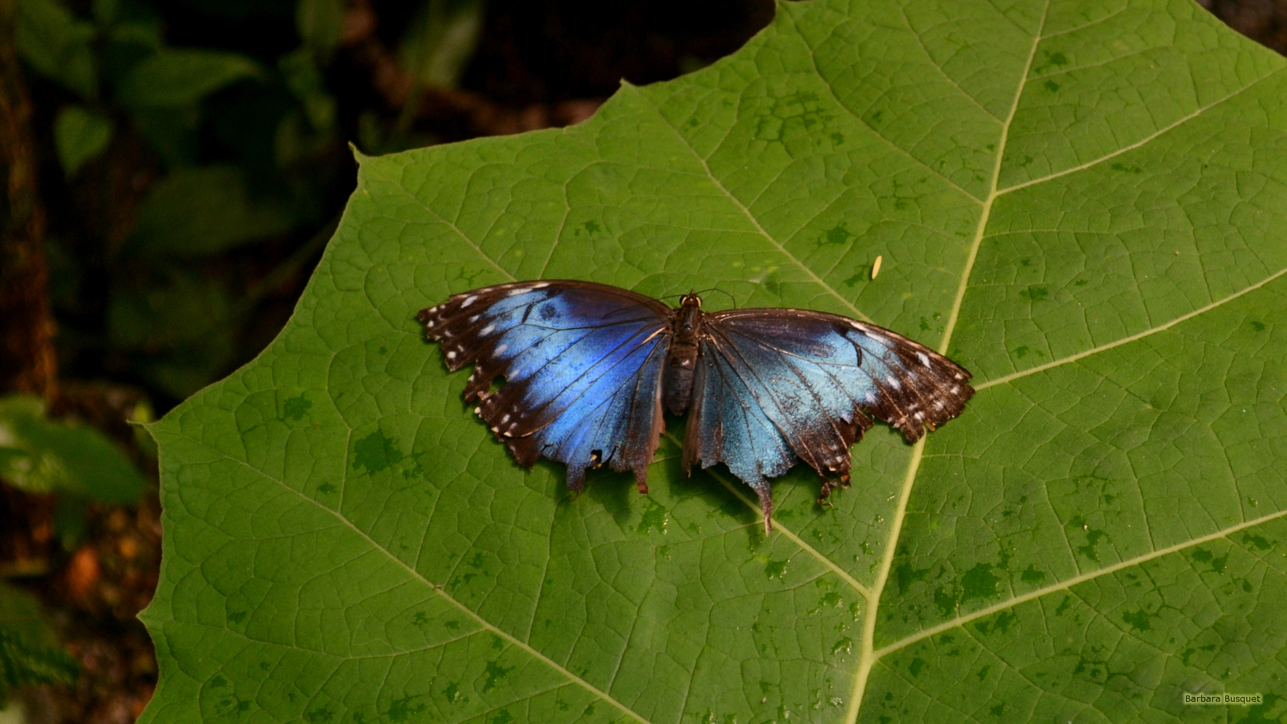 Morpho peleides butterfly on leaf - Barbaras HD Wallpapers