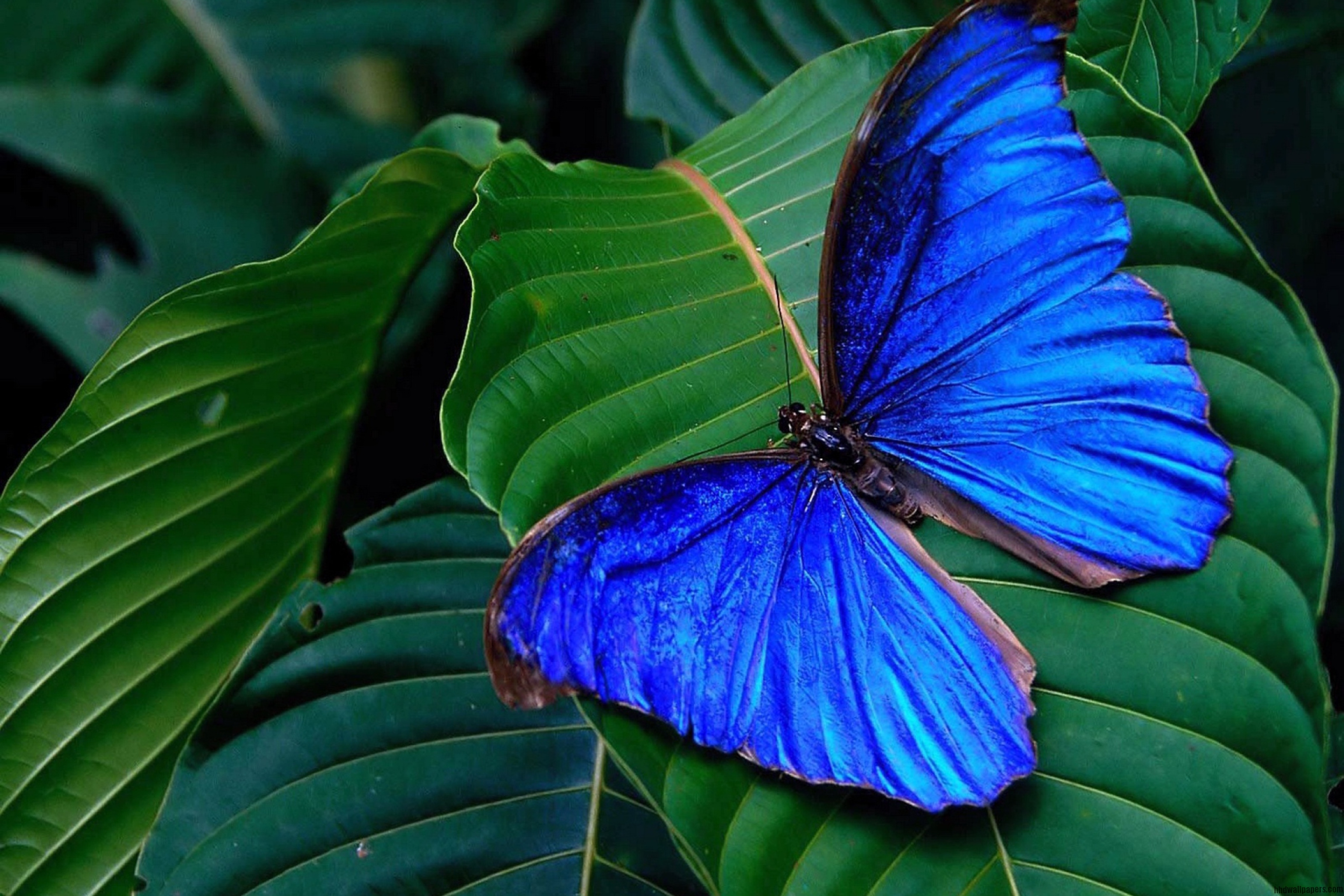 Blue Butterfly On Leaf Nature Wallpaper