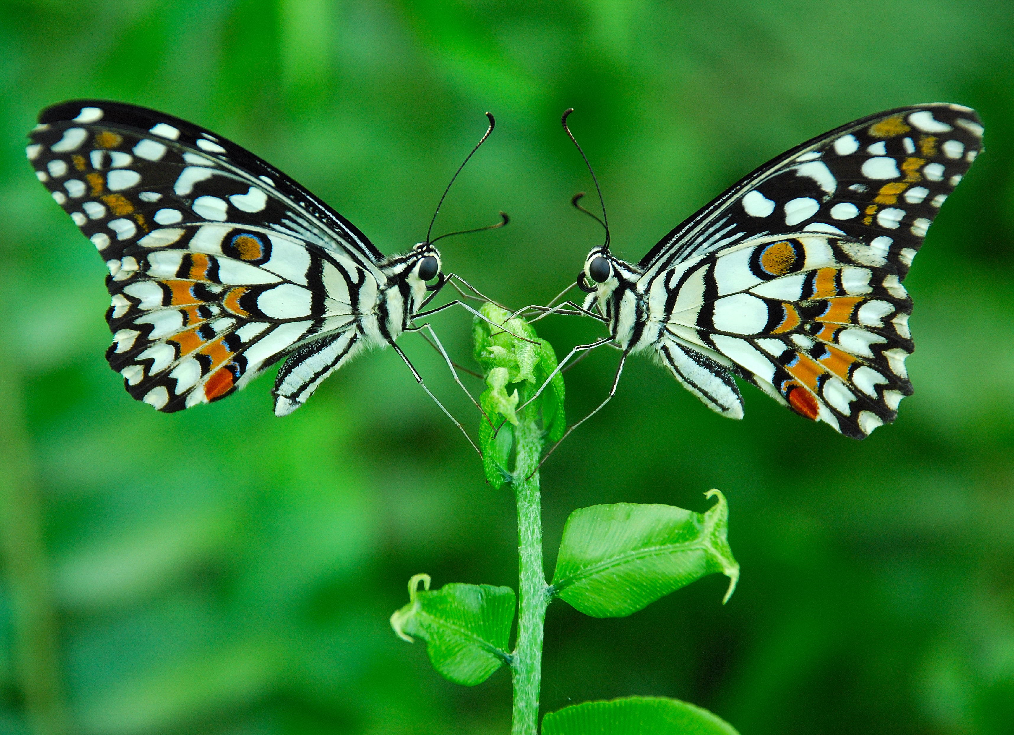 Two white-and-black butterflies on leaf HD wallpaper | Wallpaper Flare