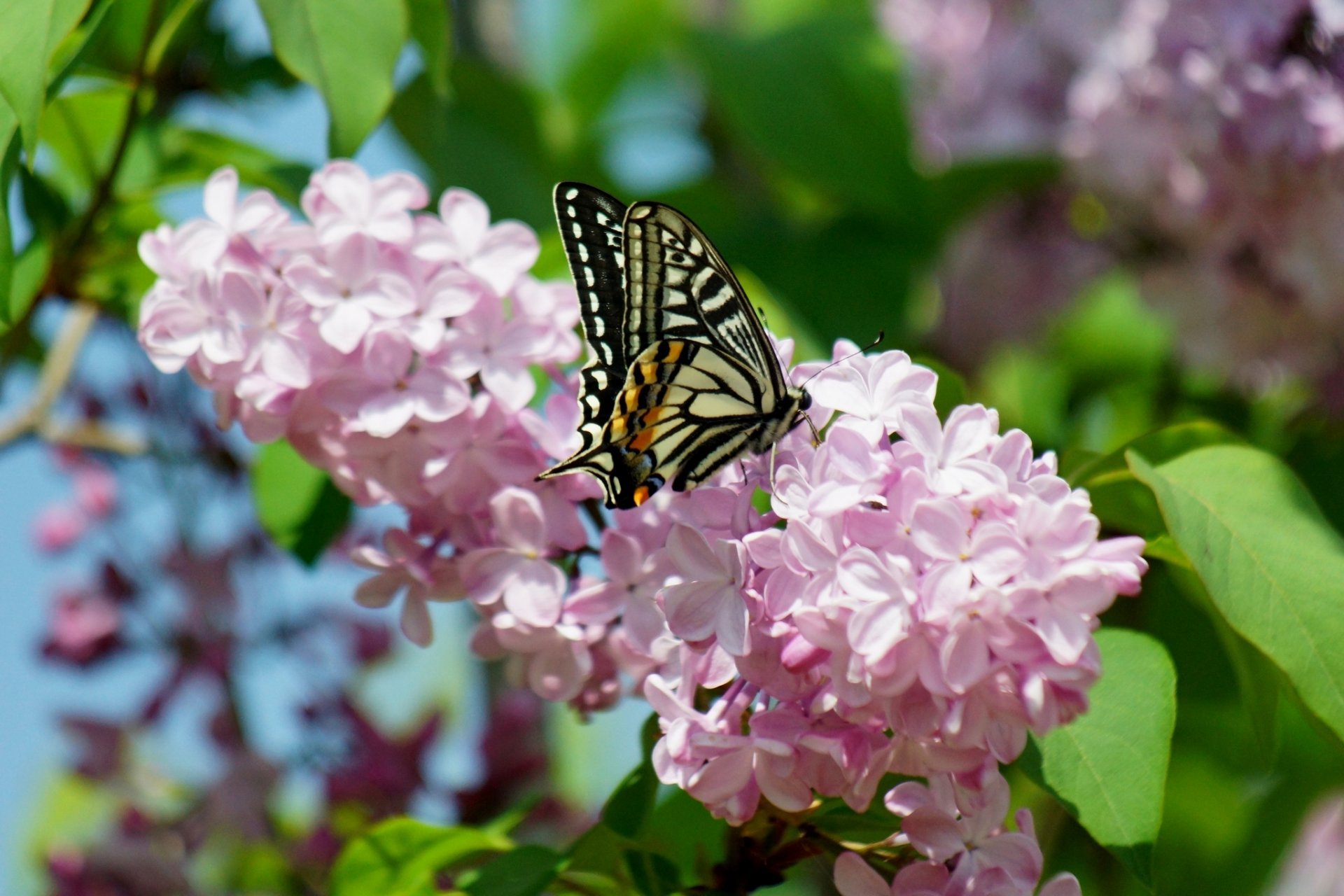 Download Lilac Butterfly Wallpaper(44+) - Free Desktop Backgrounds ...