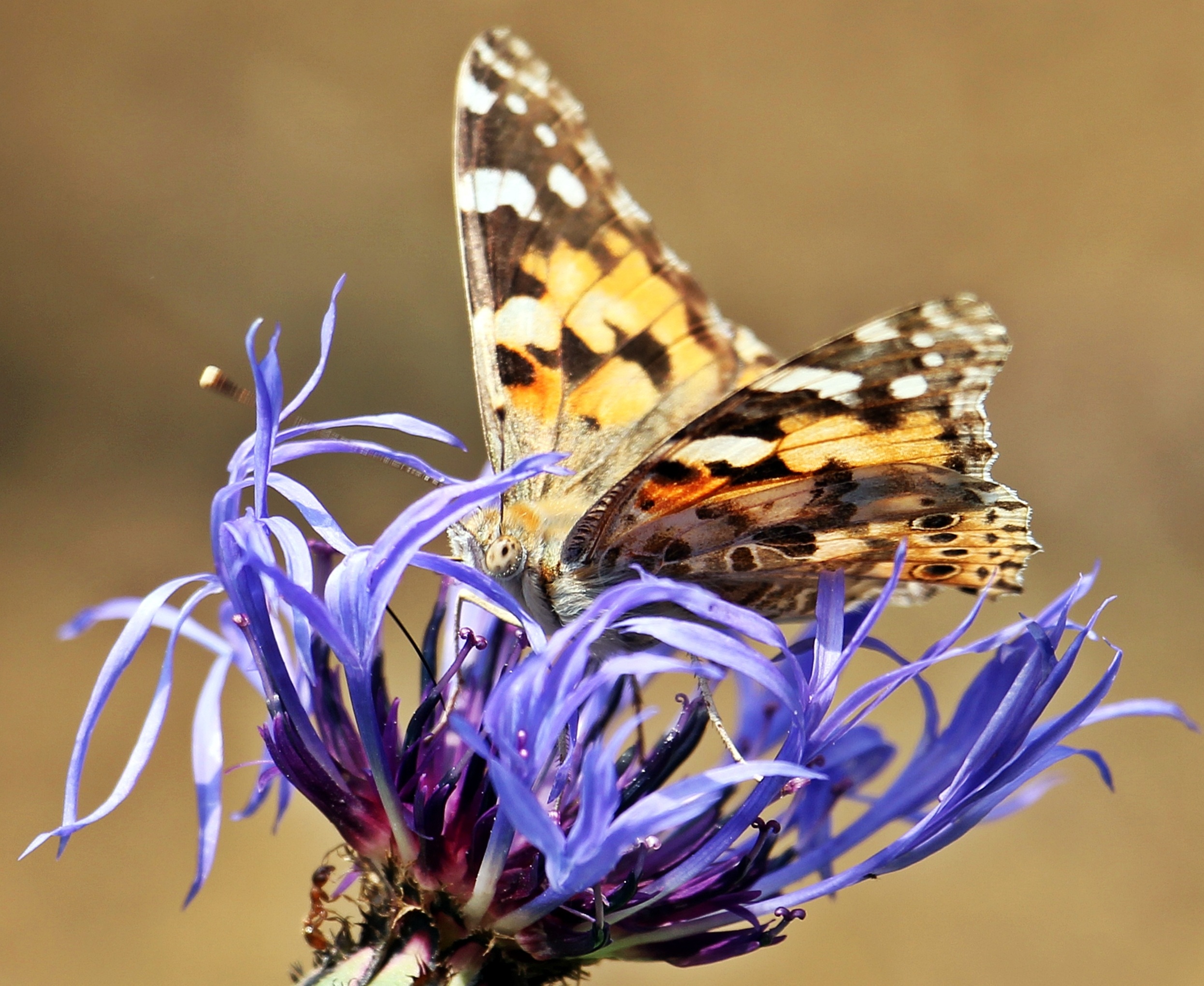 Butterfly on the flower photo