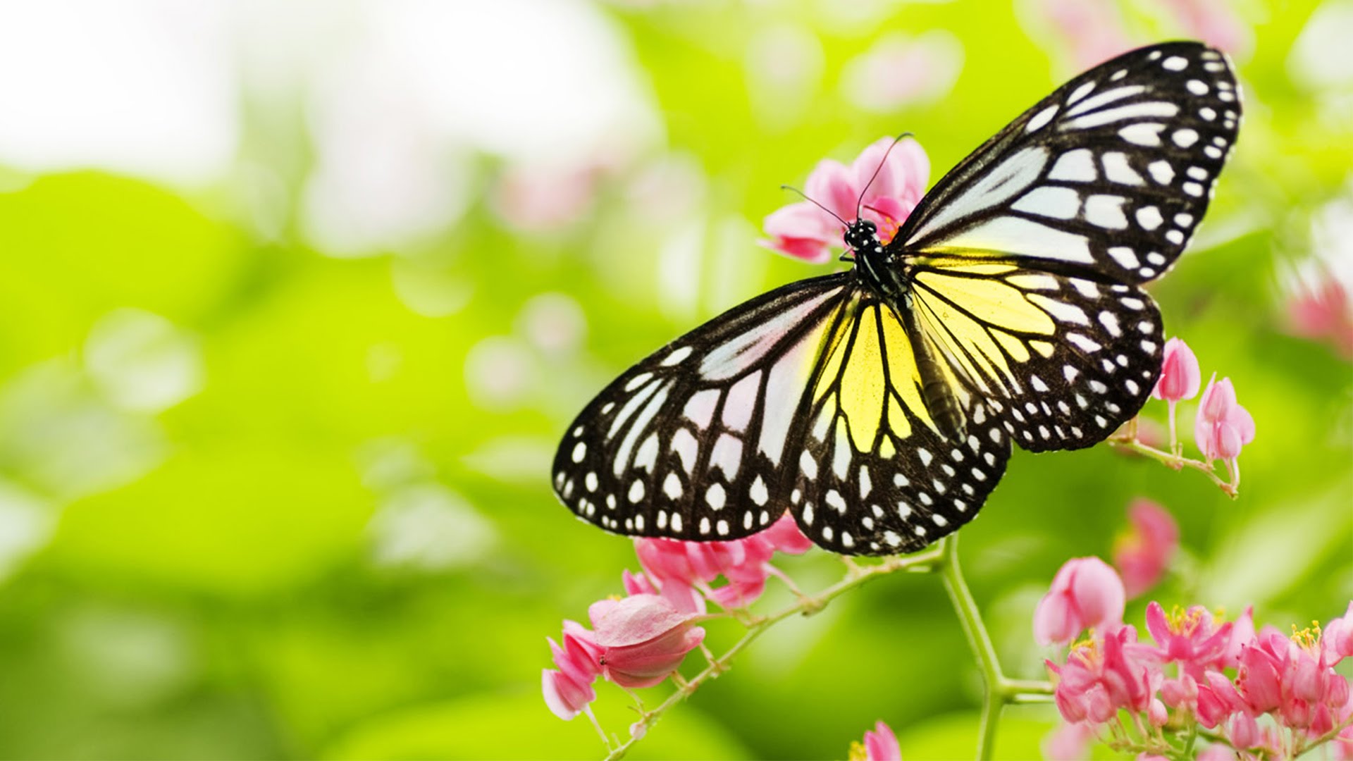 The Butterfly And Flower - Relaxing Piano Music HD 1080p - YouTube