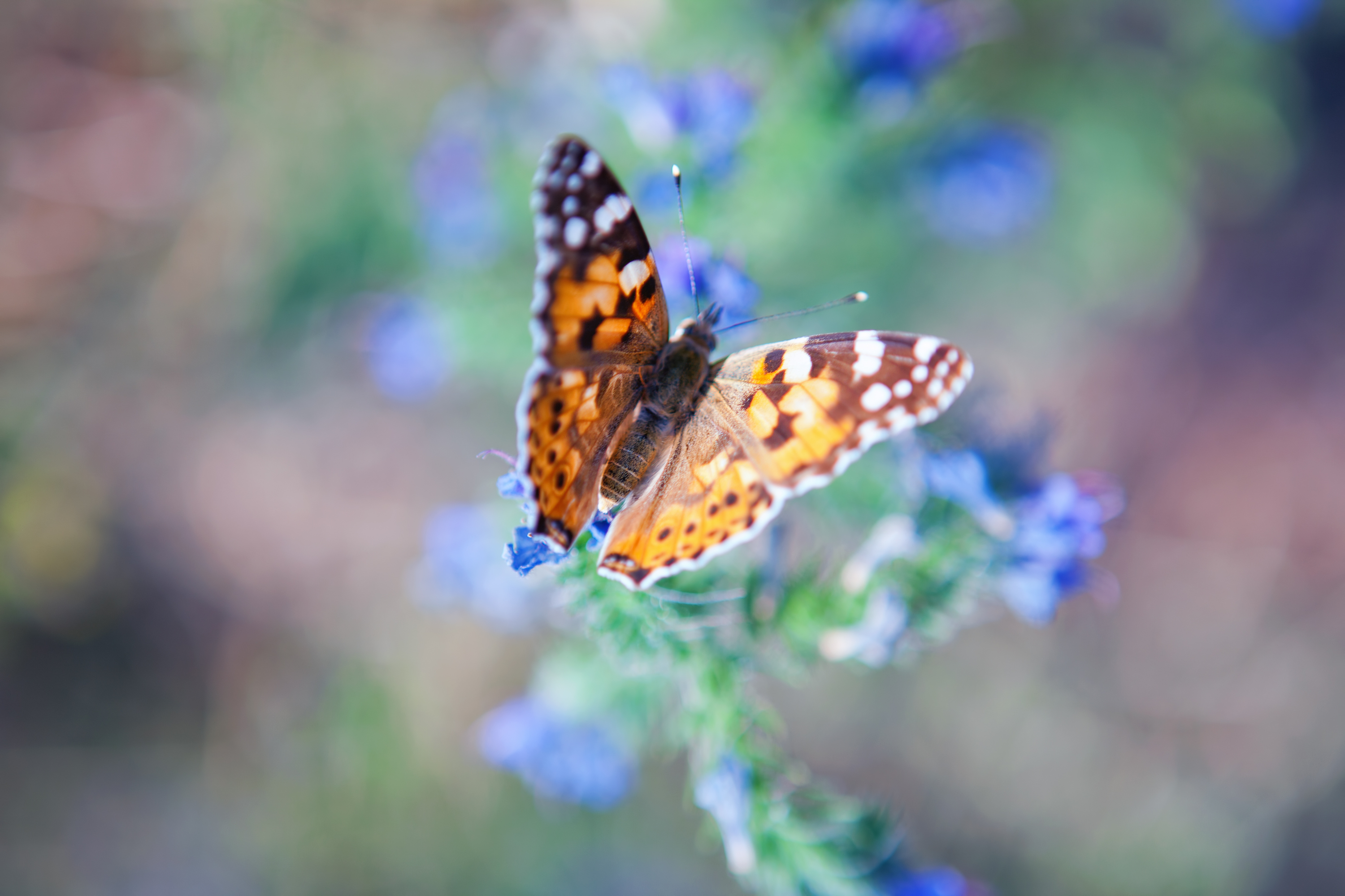 Butterfly on the flower, Animal, Green, Summer, Spring, HQ Photo