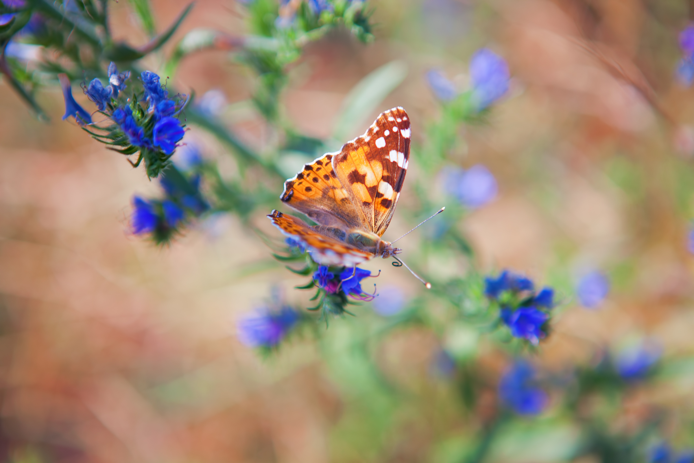 Butterfly on the flower, Animal, Green, Summer, Spring, HQ Photo
