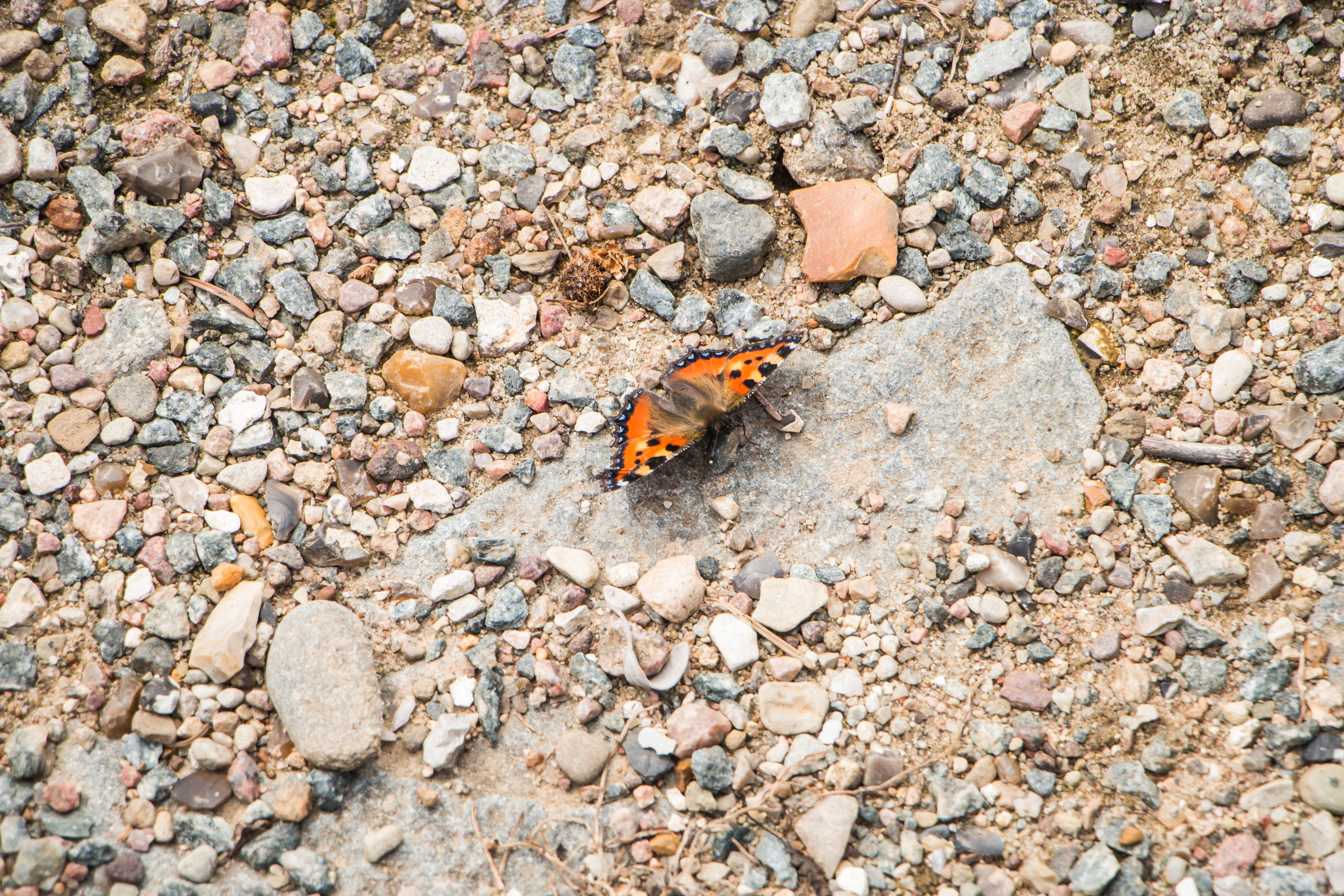 Butterfly on the rocks photo
