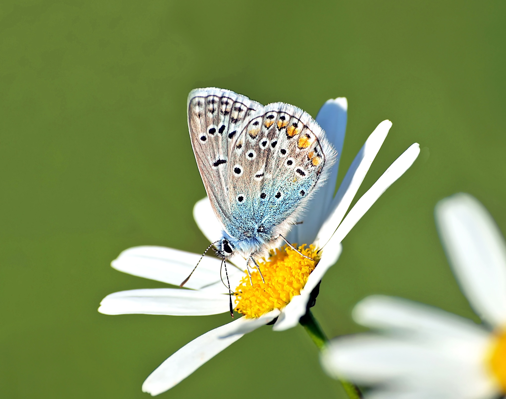 Butterfly on the white flower photo