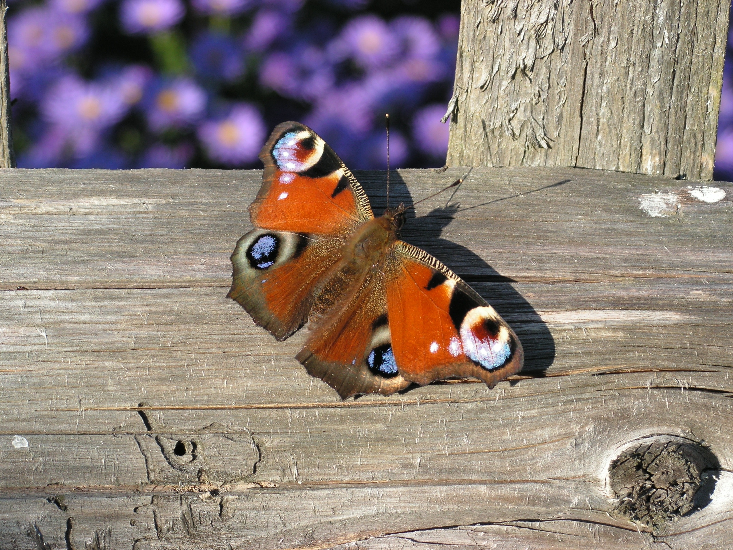 Butterfly on the wood photo