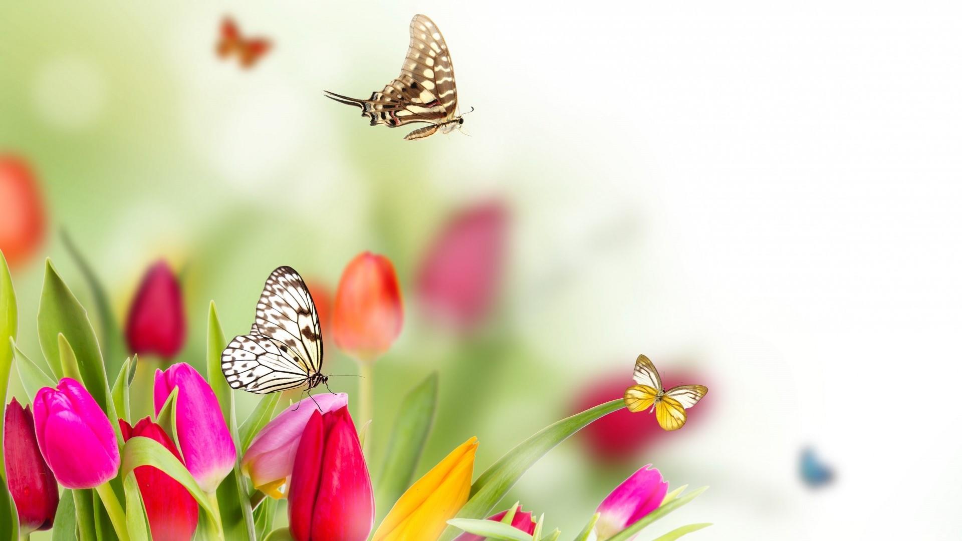Butterfly In Tulip Wallpaper | Wallpaper Studio 10 | Tens of ...