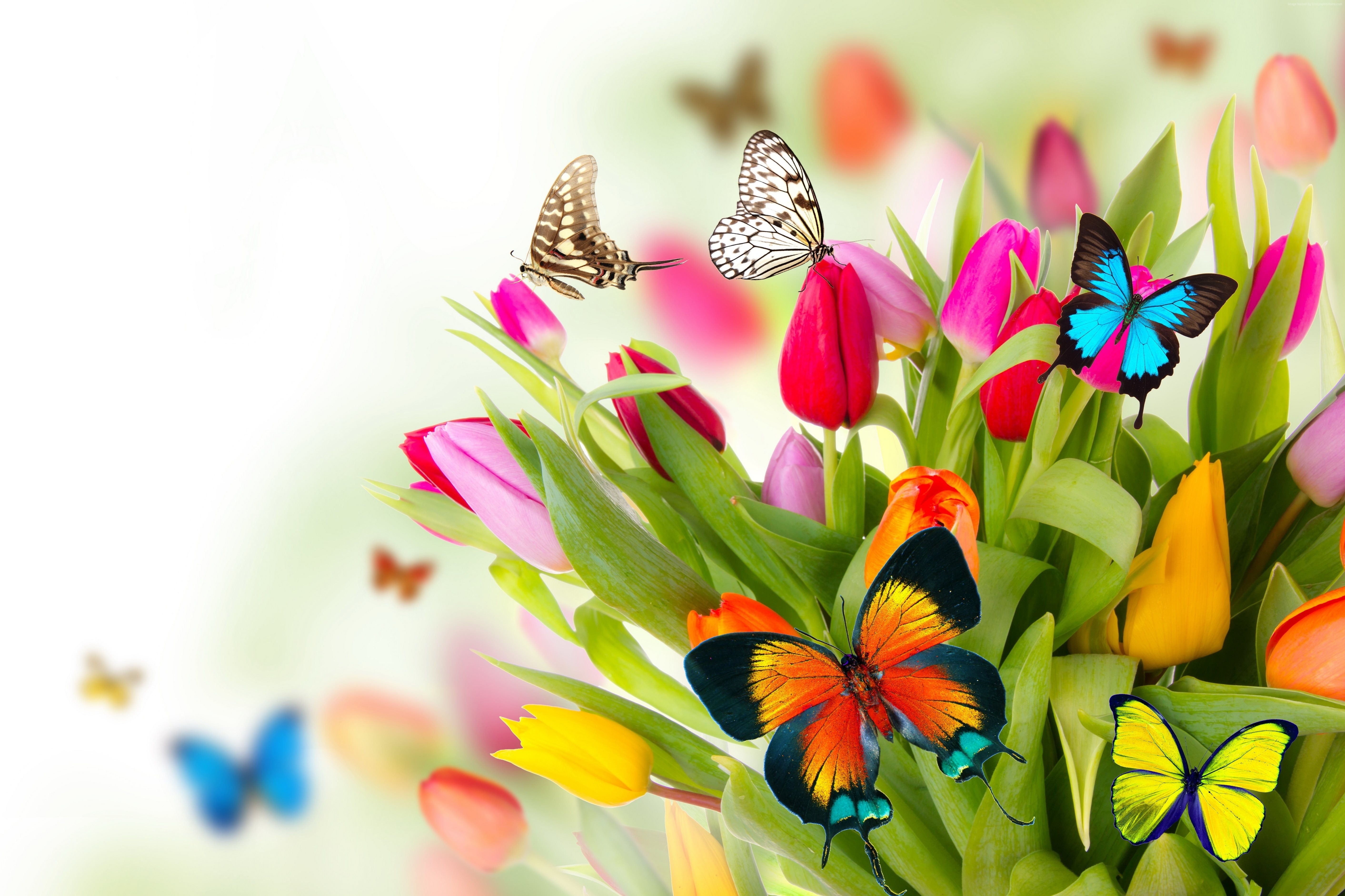 Flowers Butterfly on a tulip wallpapers (Desktop, Phone, Tablet ...