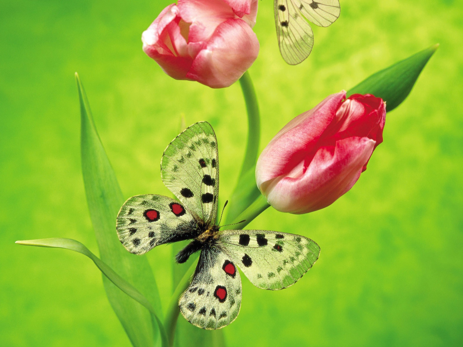 Butterfly on a tulip Wallpapers | HD Wallpapers | ID #5643