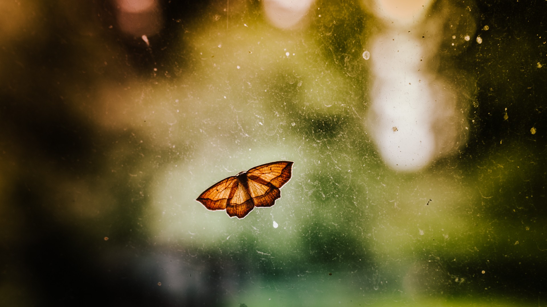 Butterfly on window photo