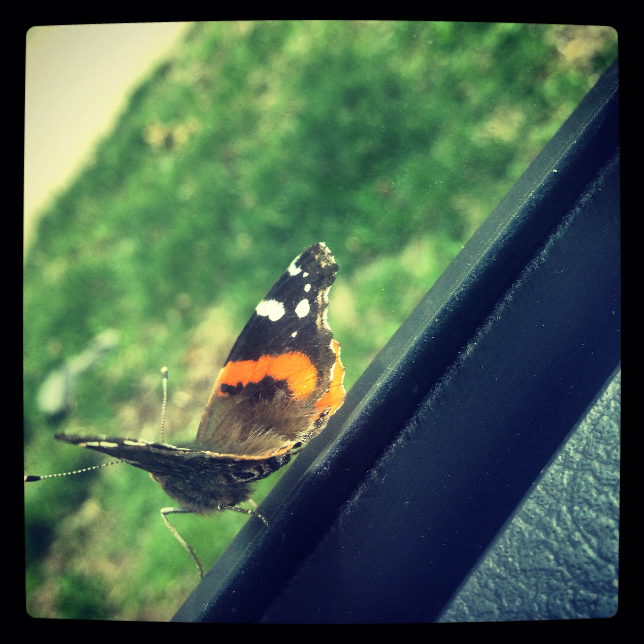 Butterfly on my car window | Nature Photography | Pinterest | Nature ...