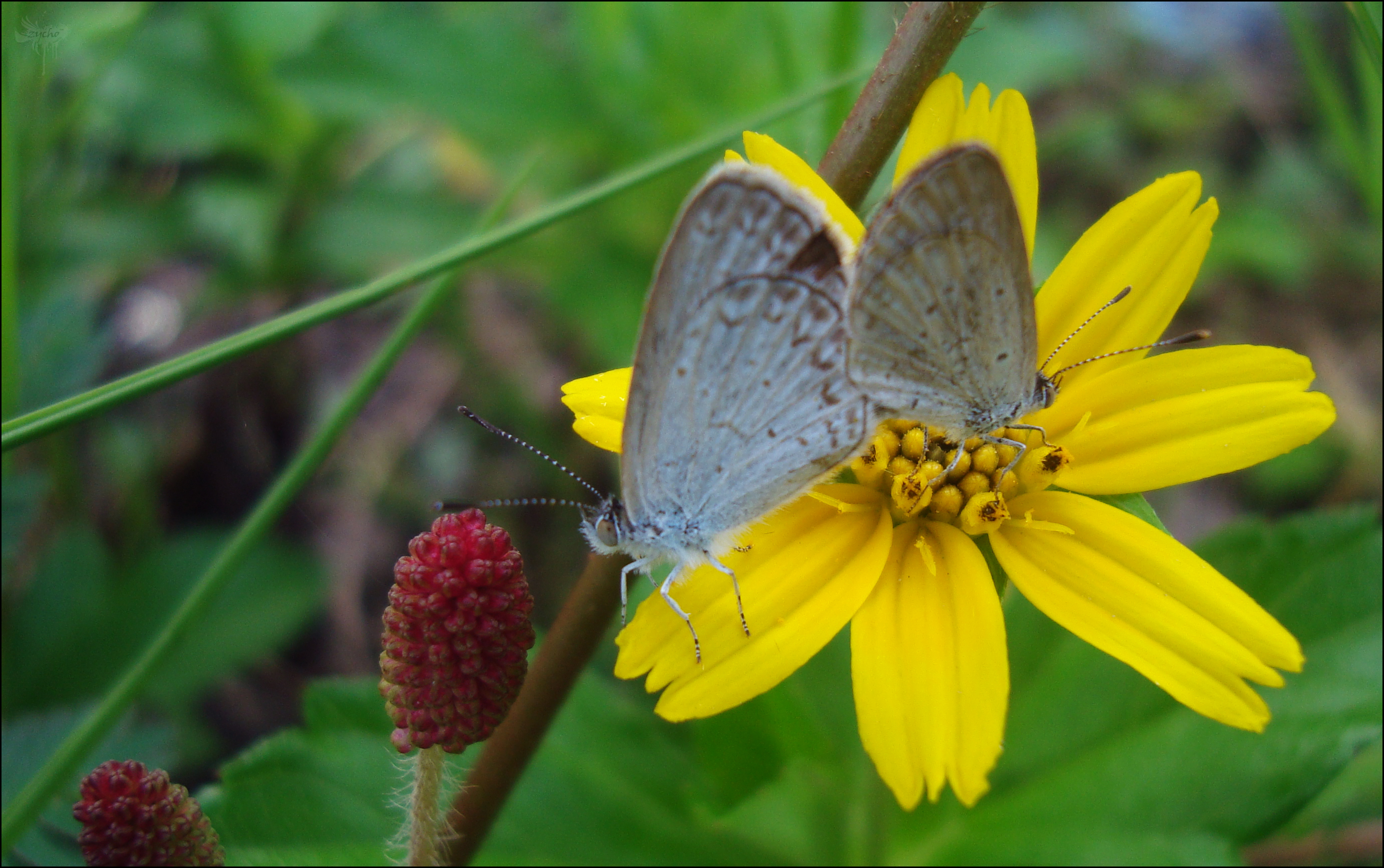 Butterfly on yellow flower photo
