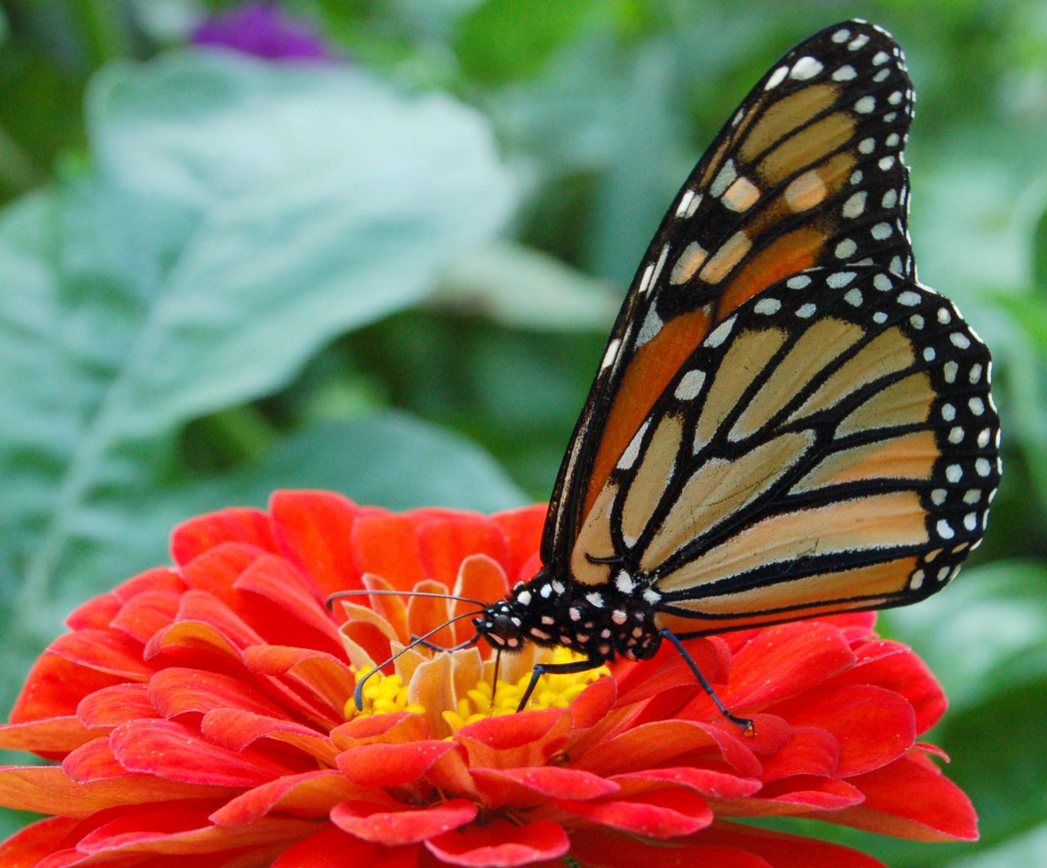 Butterfly on zinnia photo