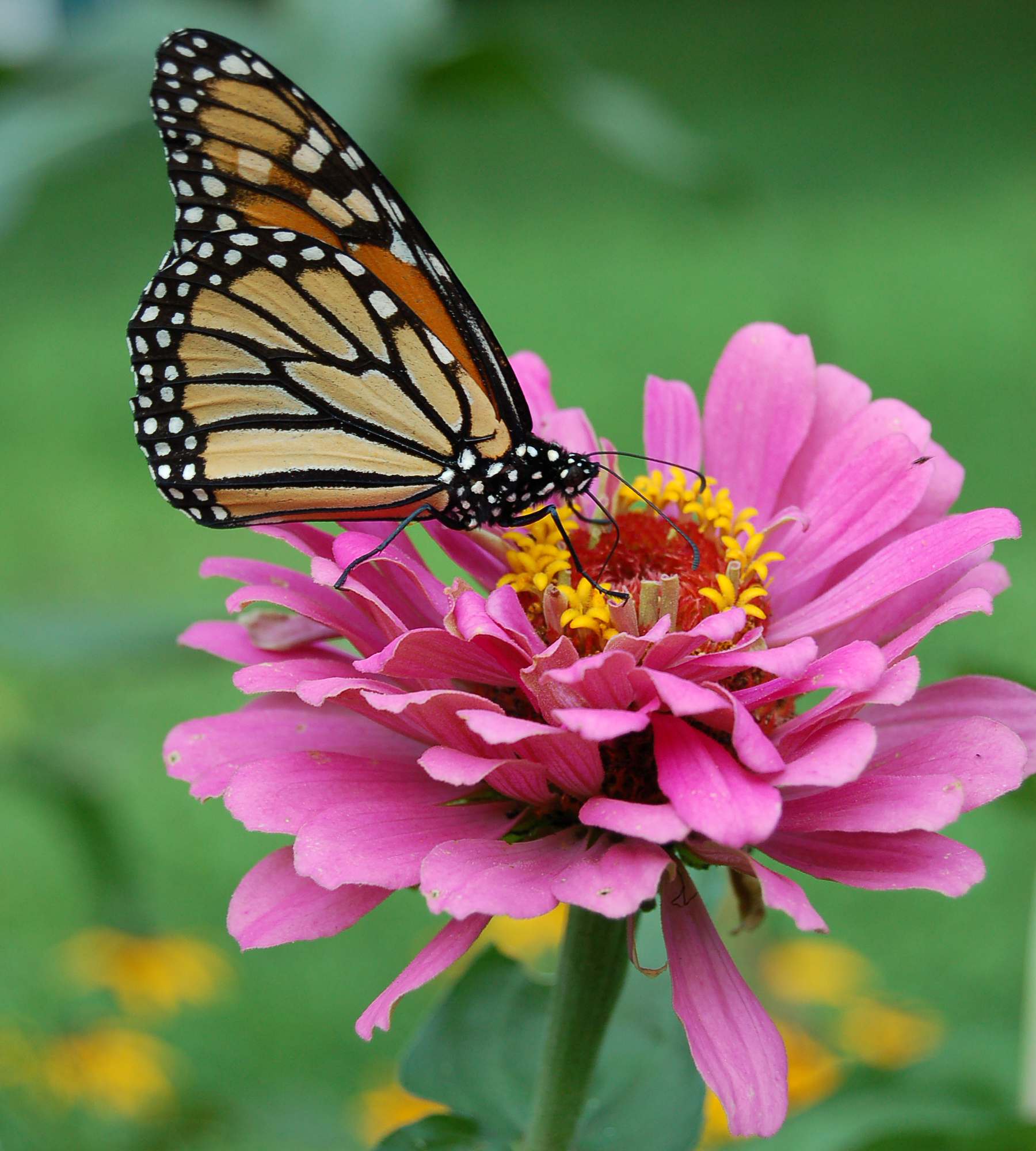 File:Monarch Butterfly Pink Zinnia 1800px.jpg - Wikimedia Commons
