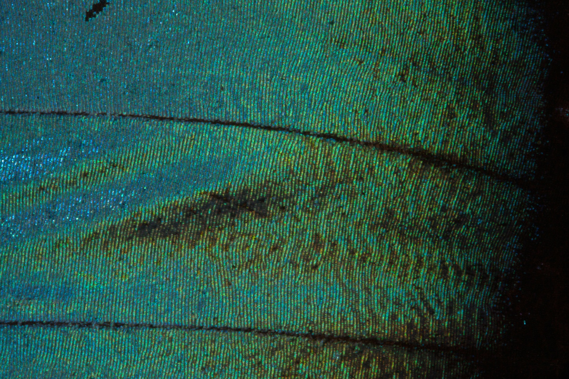 Butterfly pattern photo